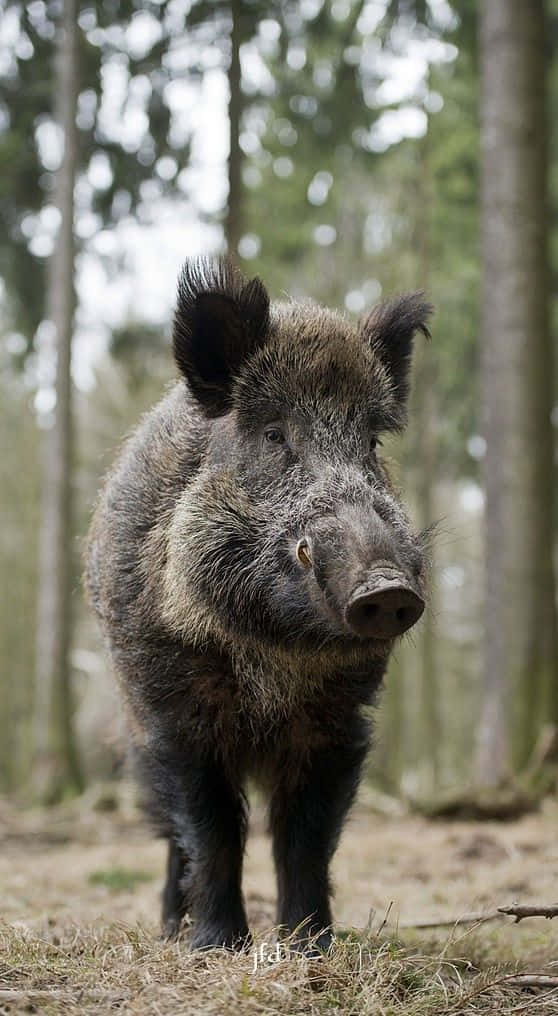 Hog, wild boar, sunlit forest, SD Phone Wallpaper