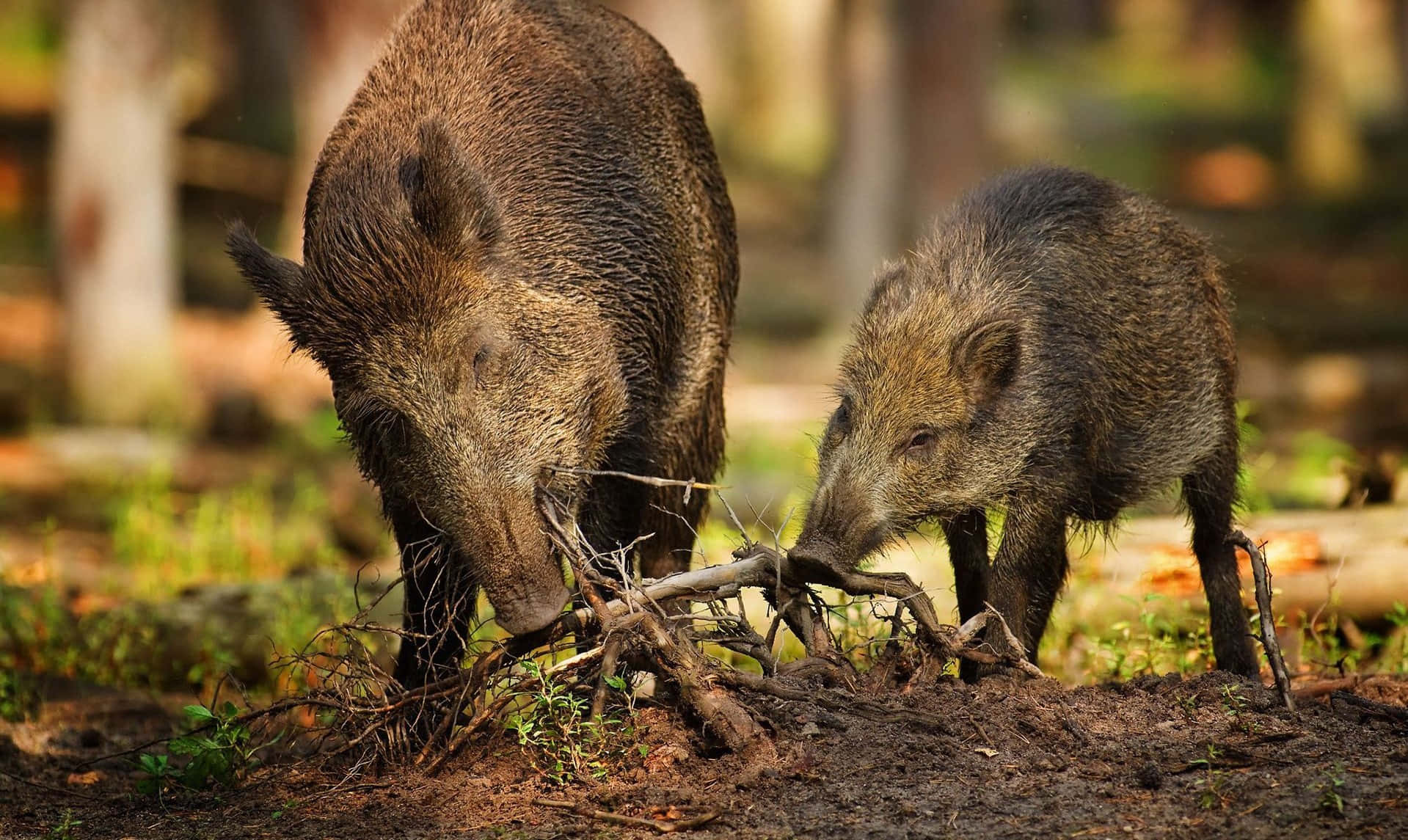 Hog, sunlit forest clearing, dappled light, HD Desktop Wallpaper