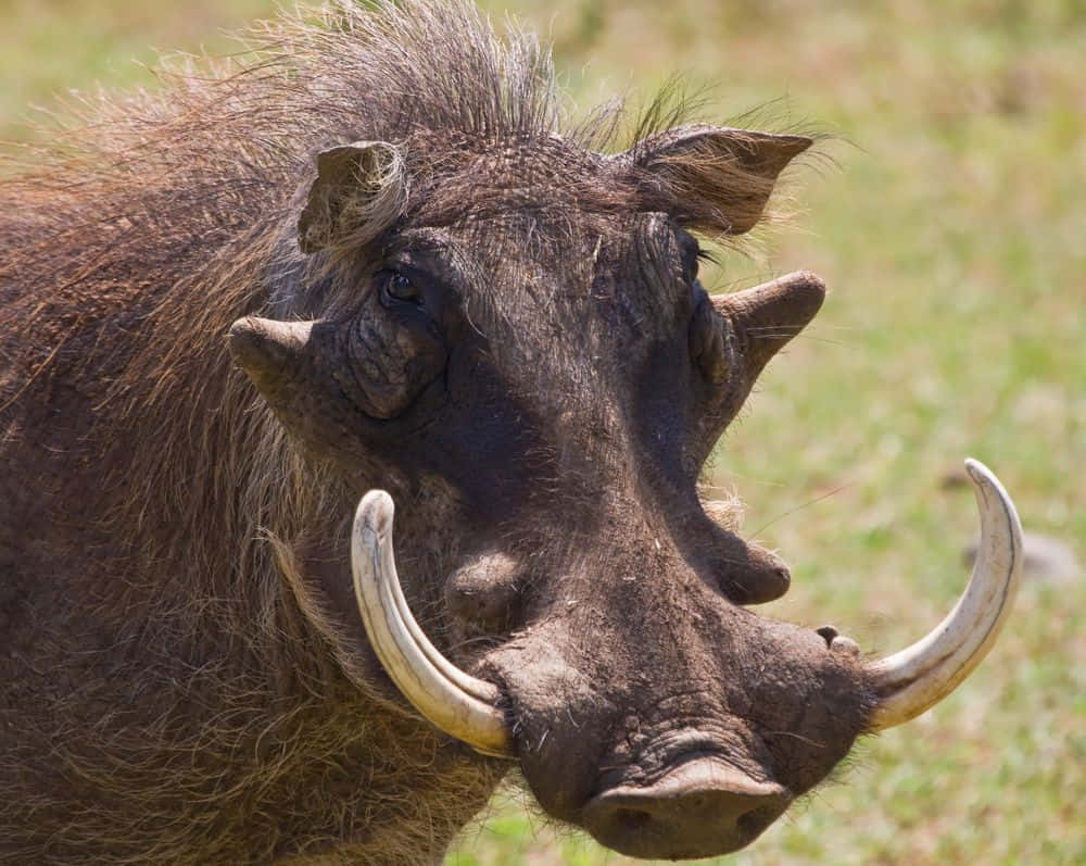 Hog, warthog, curved tusks, SD Desktop Wallpaper