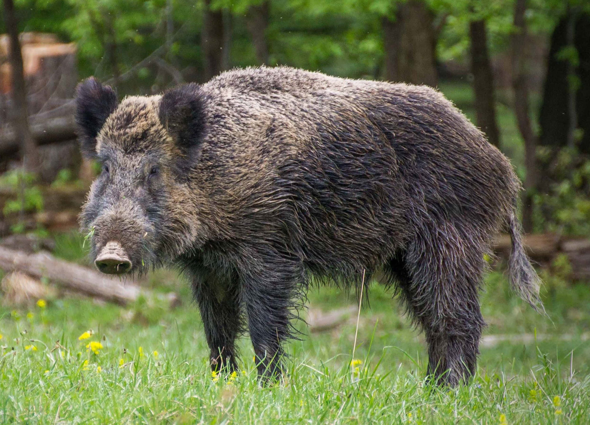 Hog, sunlit grassy clearing, yellow flowers, Full HD Desktop Wallpaper
