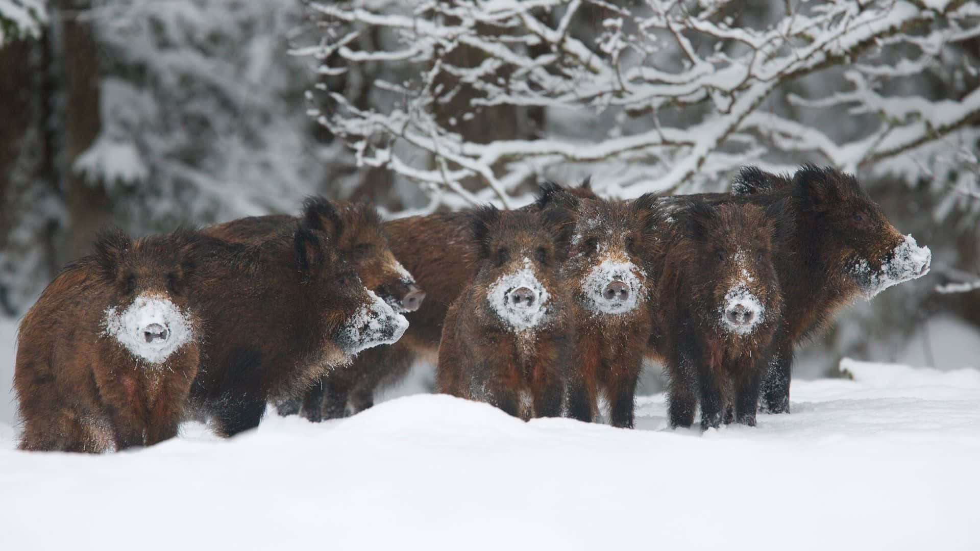 Hog, Winter Snow, snow-dusted faces, Full HD Desktop Wallpaper
