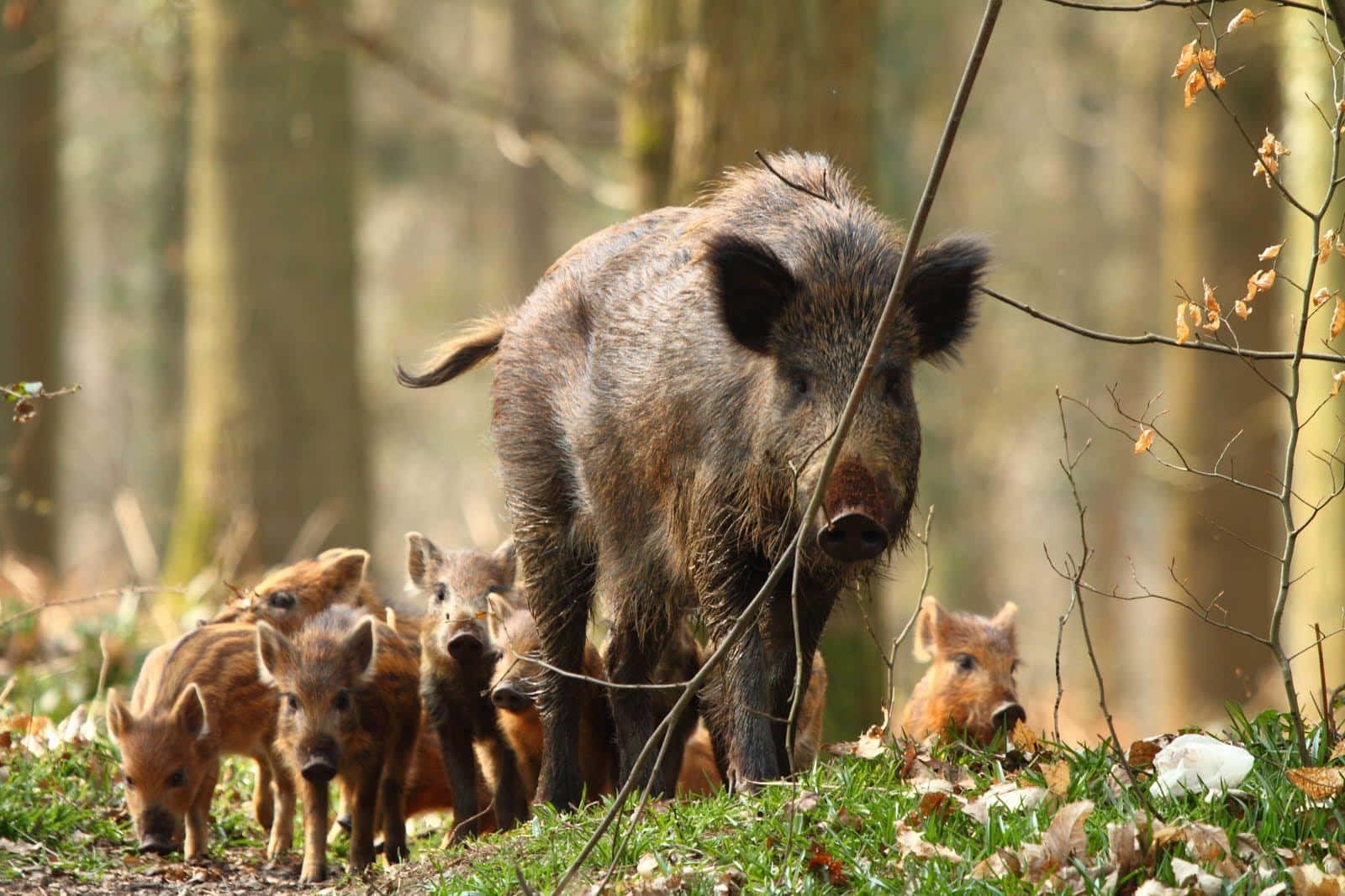 Hog, wild boar mother, piglets, HD Desktop Wallpaper
