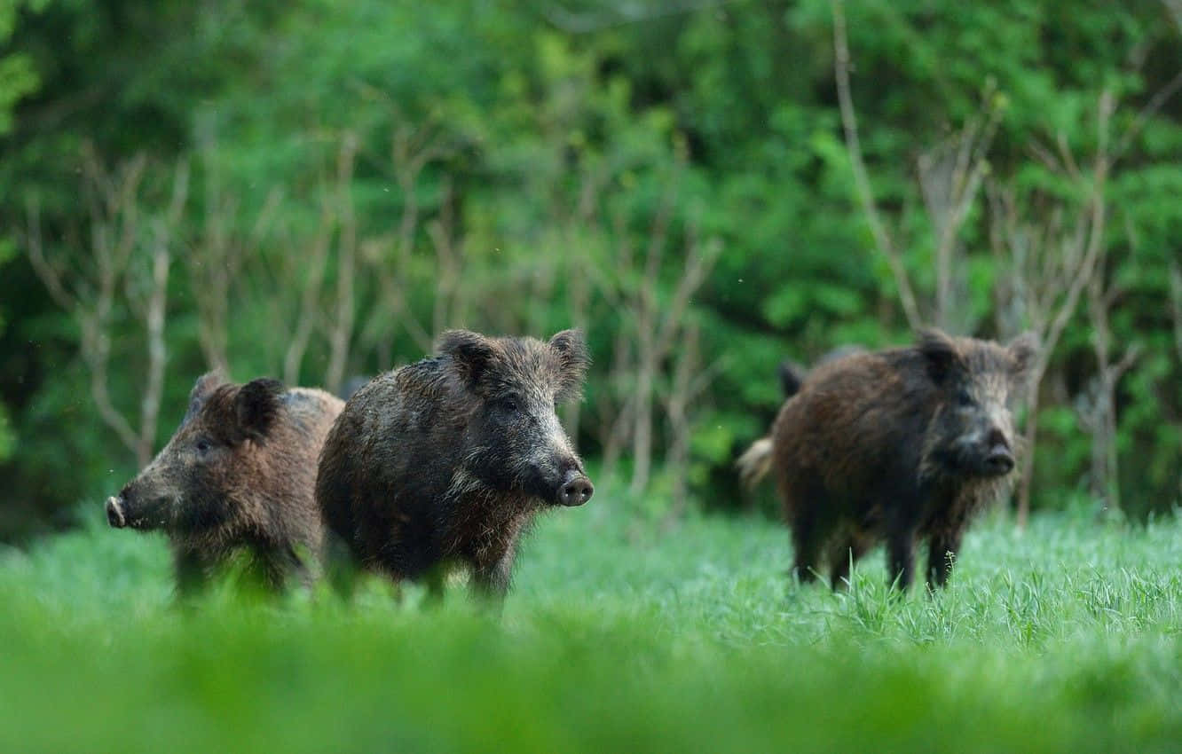 hog, wild boars, coarse dark fur, HD Desktop Wallpaper