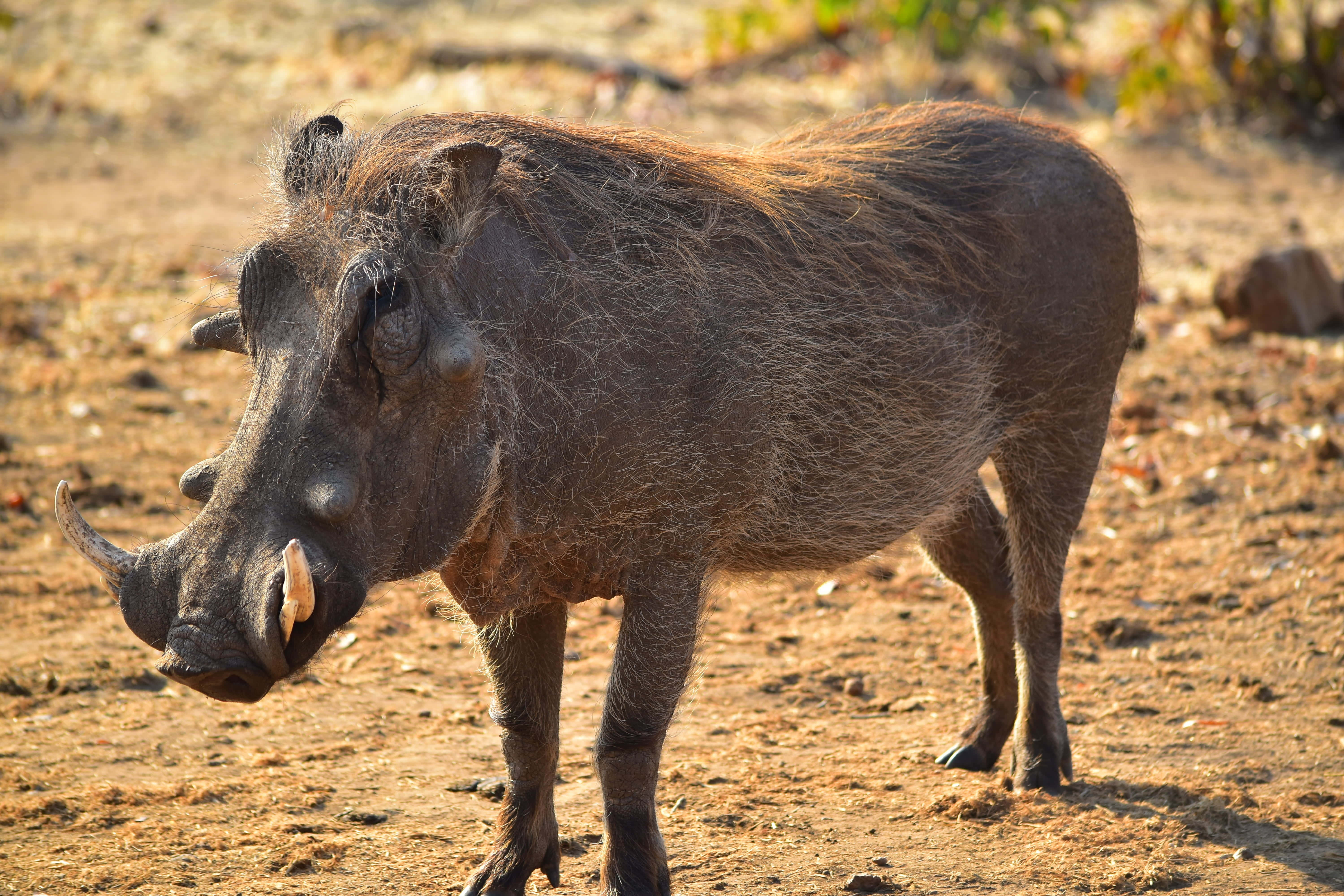 Hog, warthog, sunlit fur, 5K Desktop Wallpaper