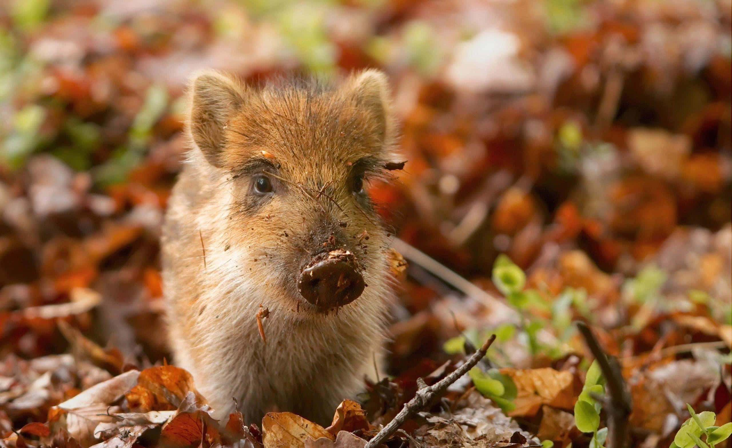 Hog, wild boar, autumn leaves, 2K Desktop Wallpaper