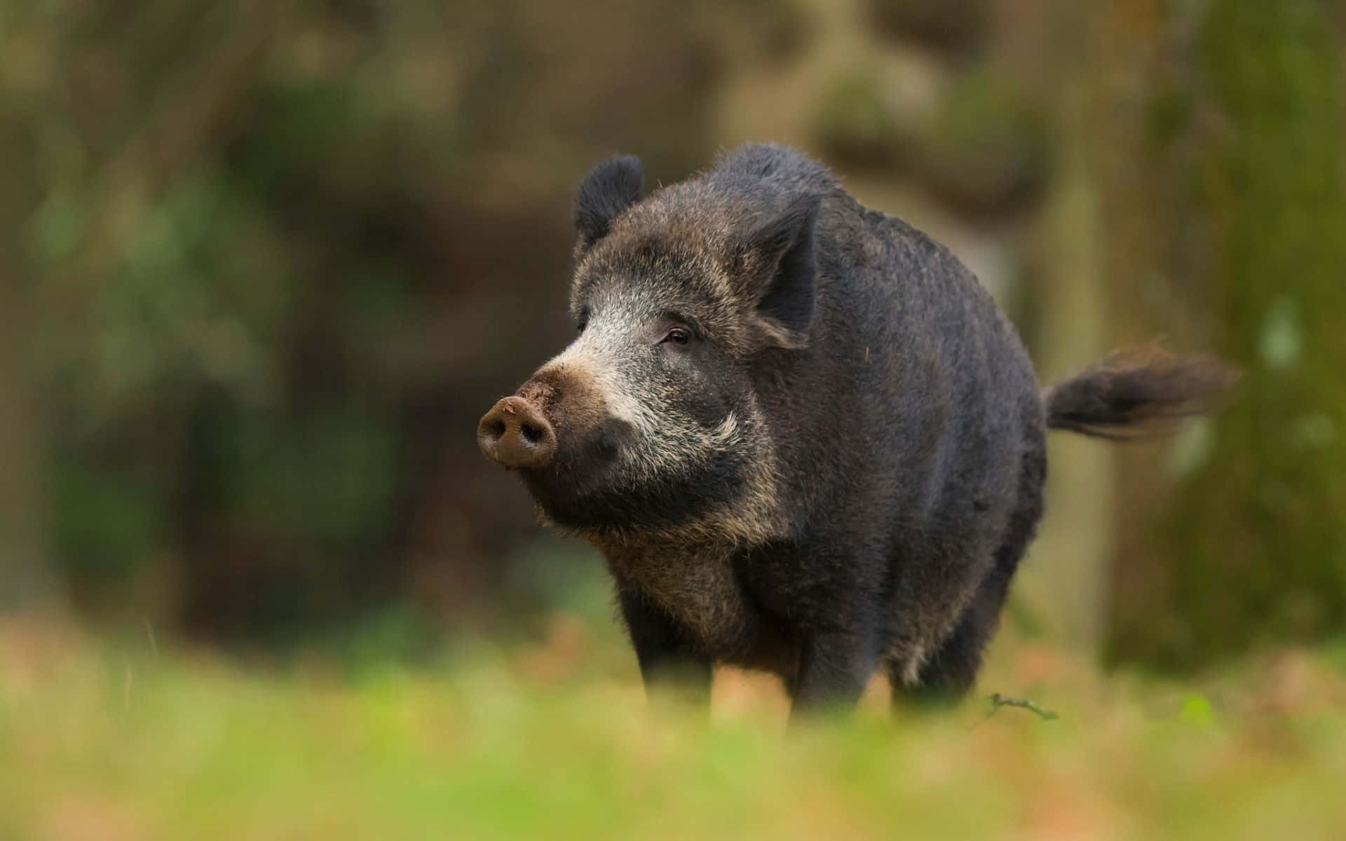 Hog, dark bristly fur, white snout, Full HD Desktop Wallpaper