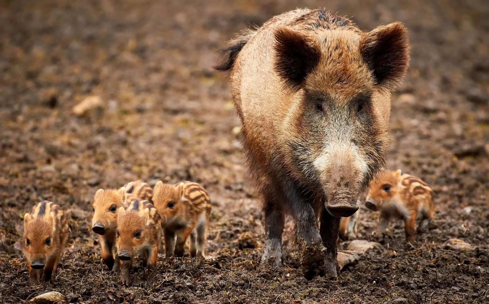 Hog, wild boar mother, spotted piglets, Full HD Desktop Wallpaper