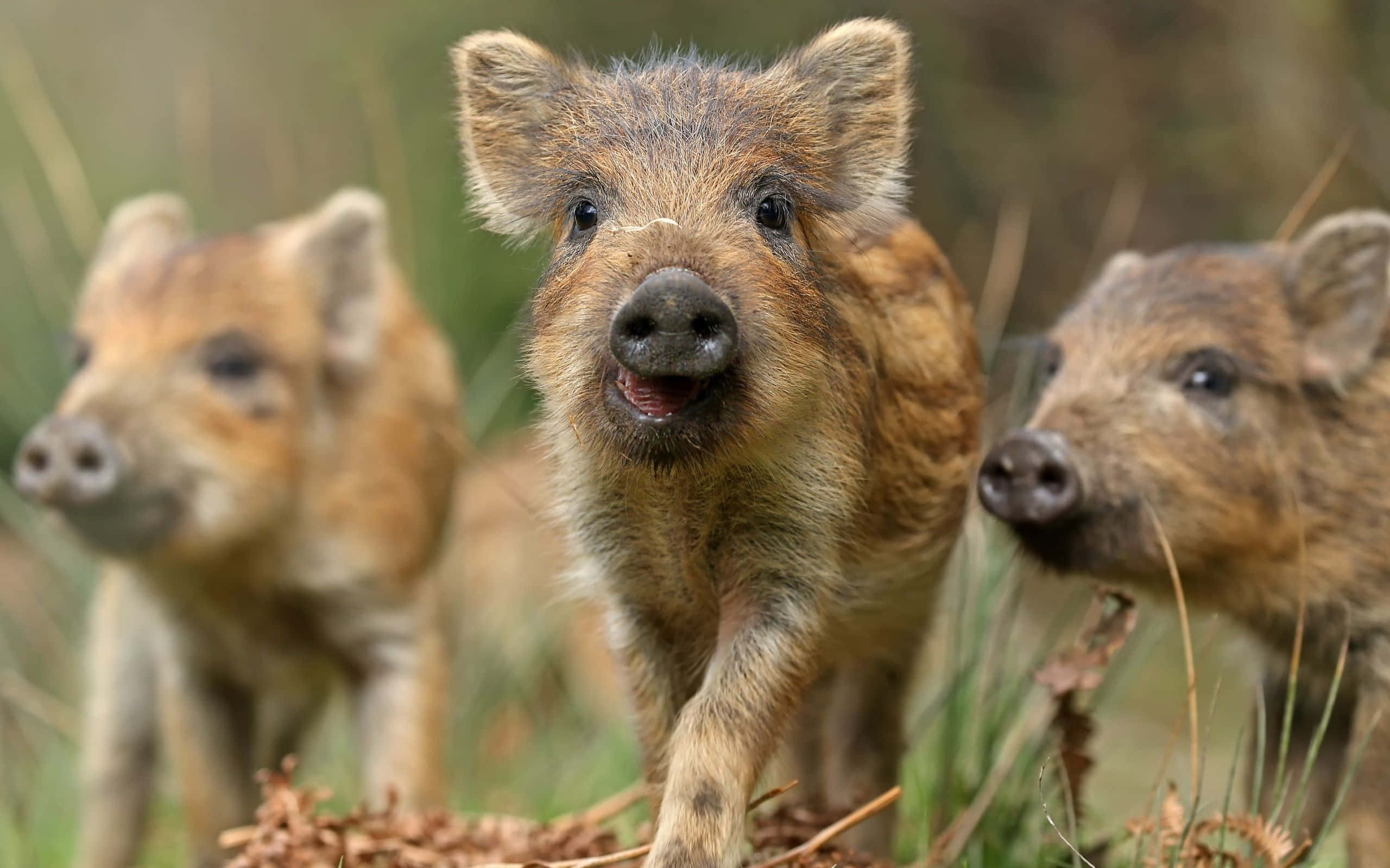 Hog, wild boar piglets, muddy brown fur, 2K Desktop Wallpaper