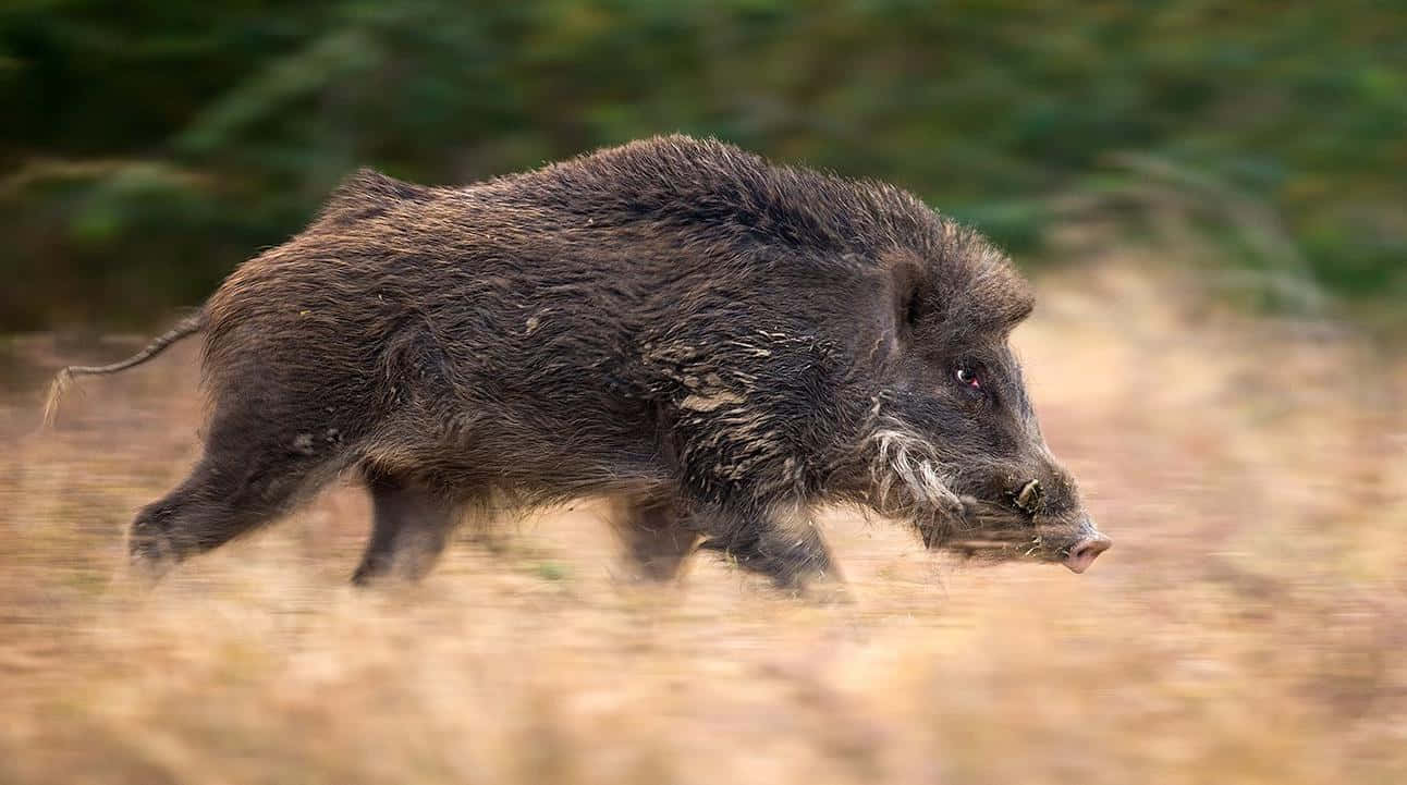Hog, wild boar, dry grass, HD Desktop Wallpaper