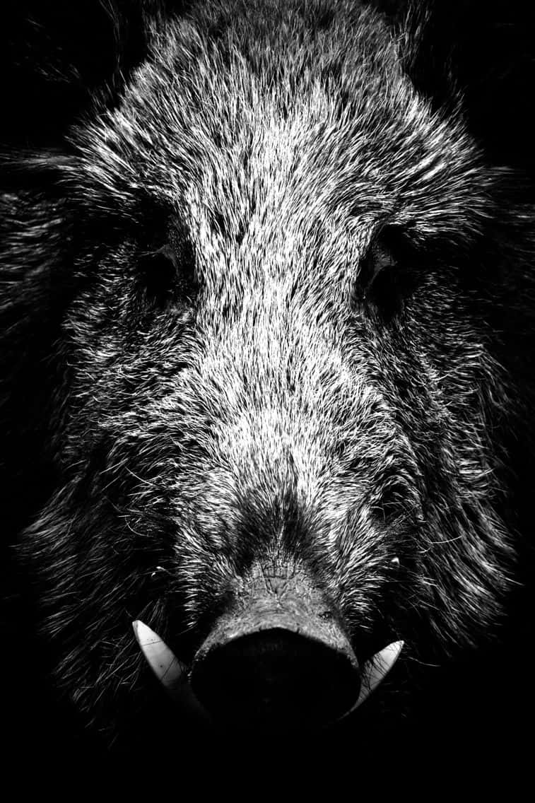 Hog, black and white, wild boar, SD Phone Wallpaper