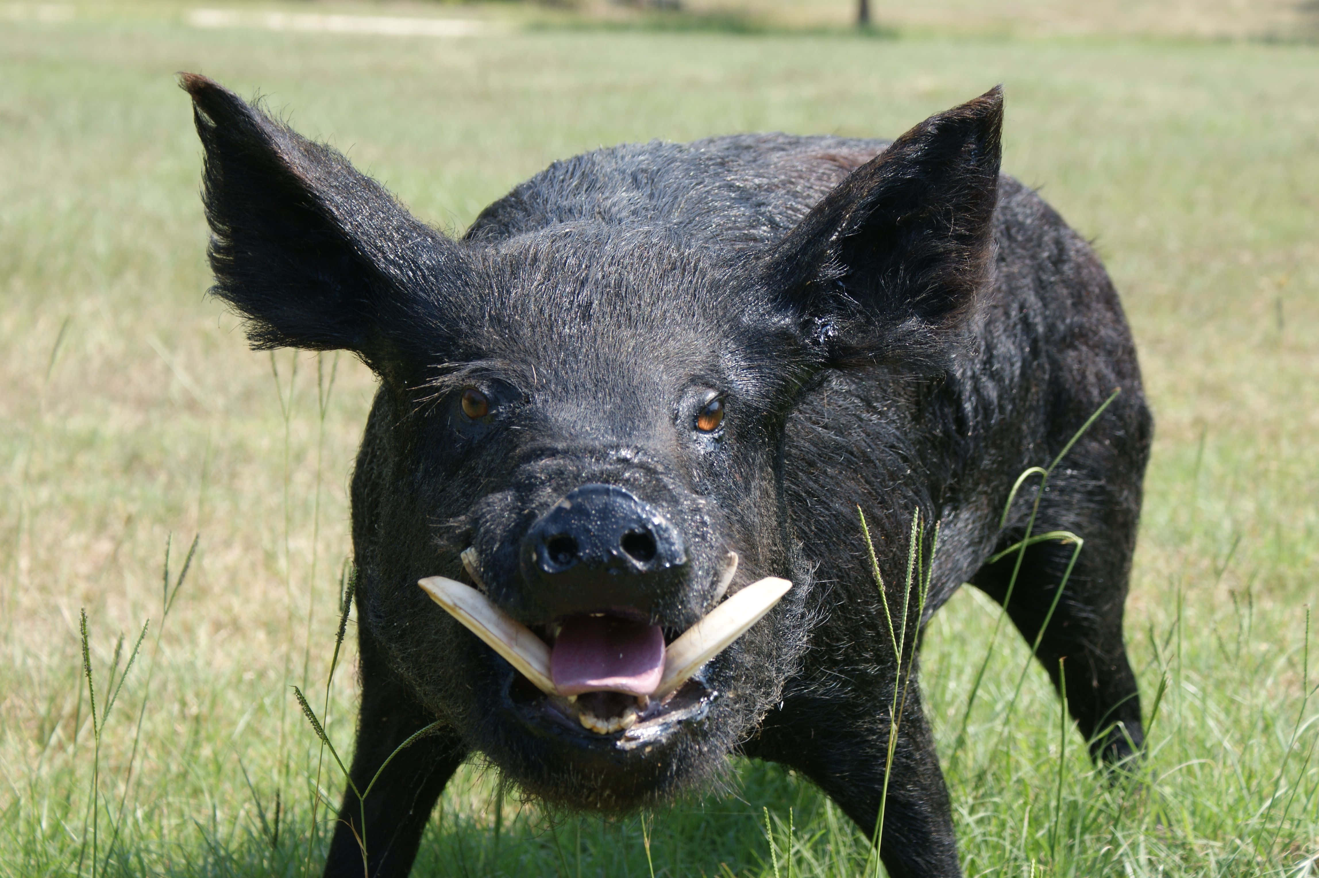 Hog, black, wild boar, 4K Desktop Wallpaper