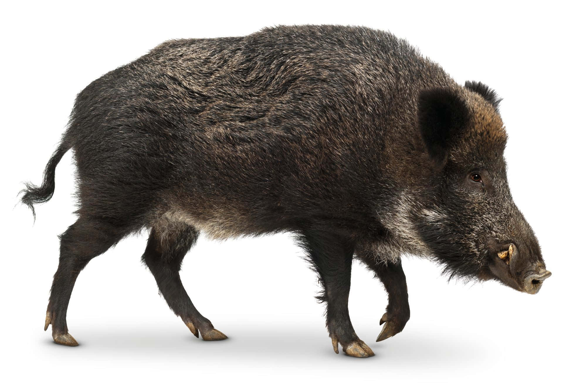 hog, wild boar, dark bristly fur, Full HD Desktop Wallpaper