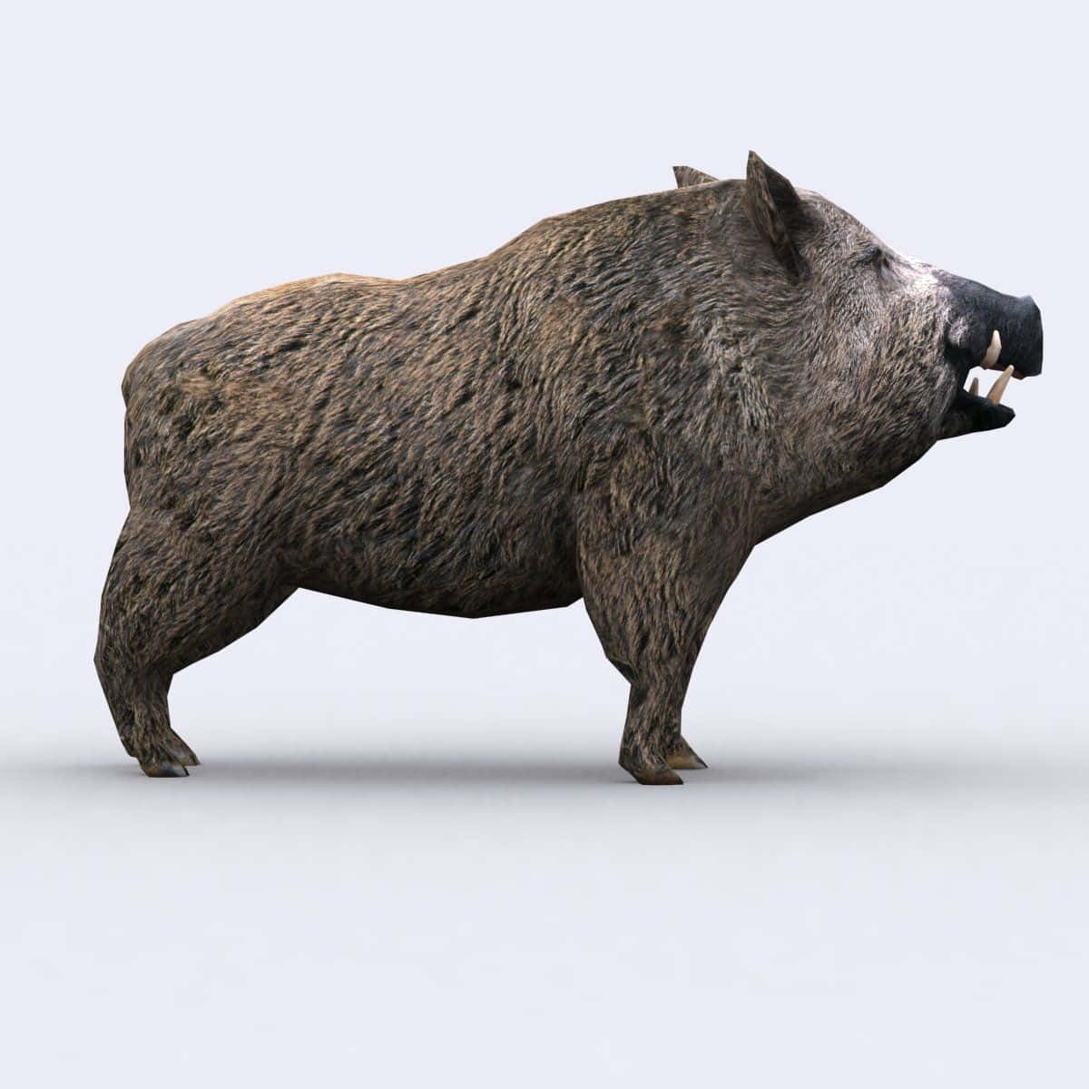 Hogsmeade, wild boar, light gray background, SD Desktop Wallpaper