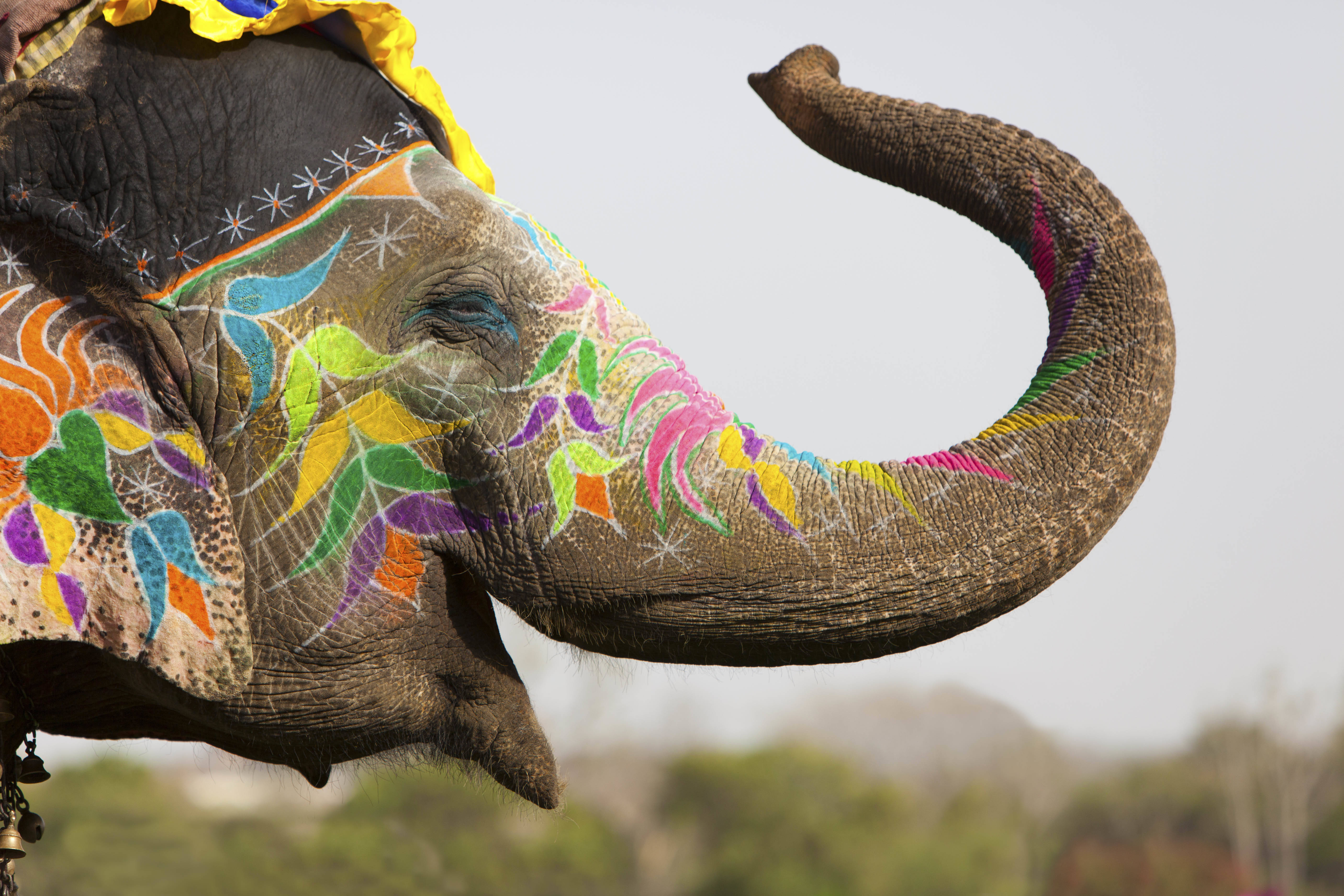 Happy Elephant, Happy Holi, vibrant floral paint patterns, 5K Desktop Wallpaper
