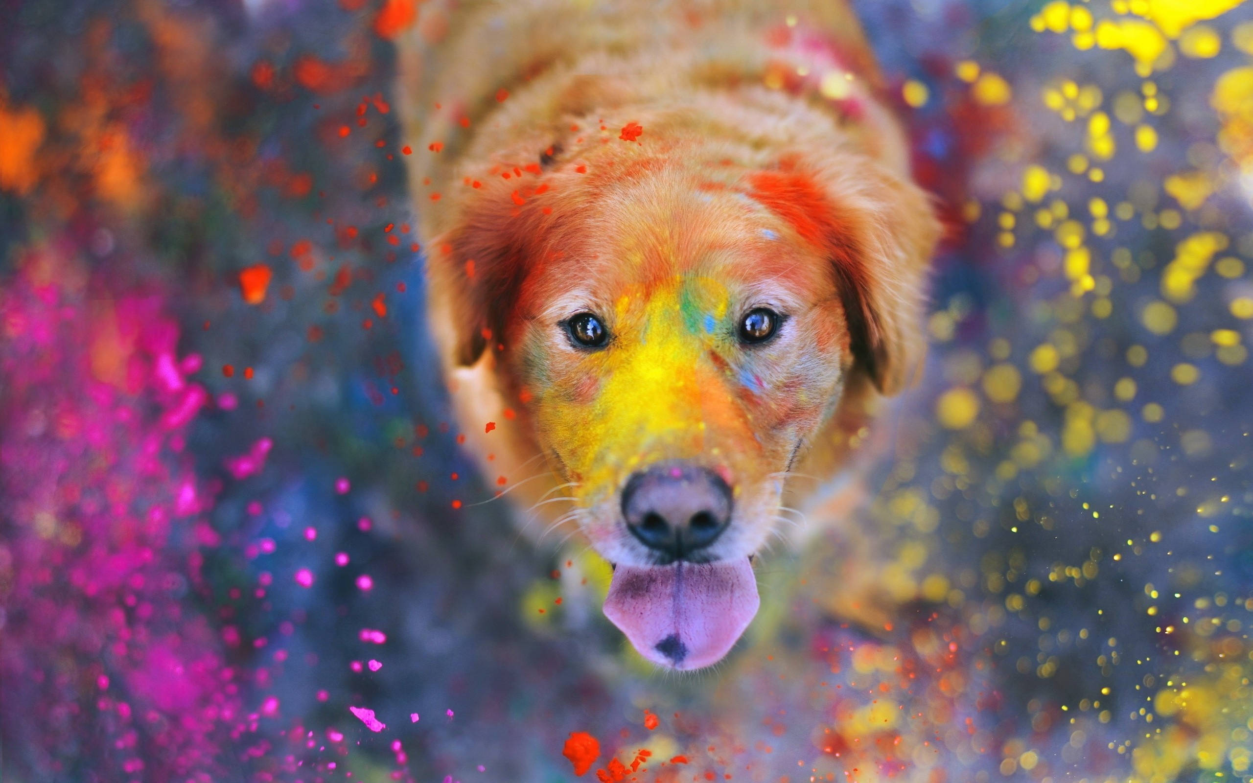 golden retriever, happy holi, colorful paint splatters, 2K Desktop Wallpaper