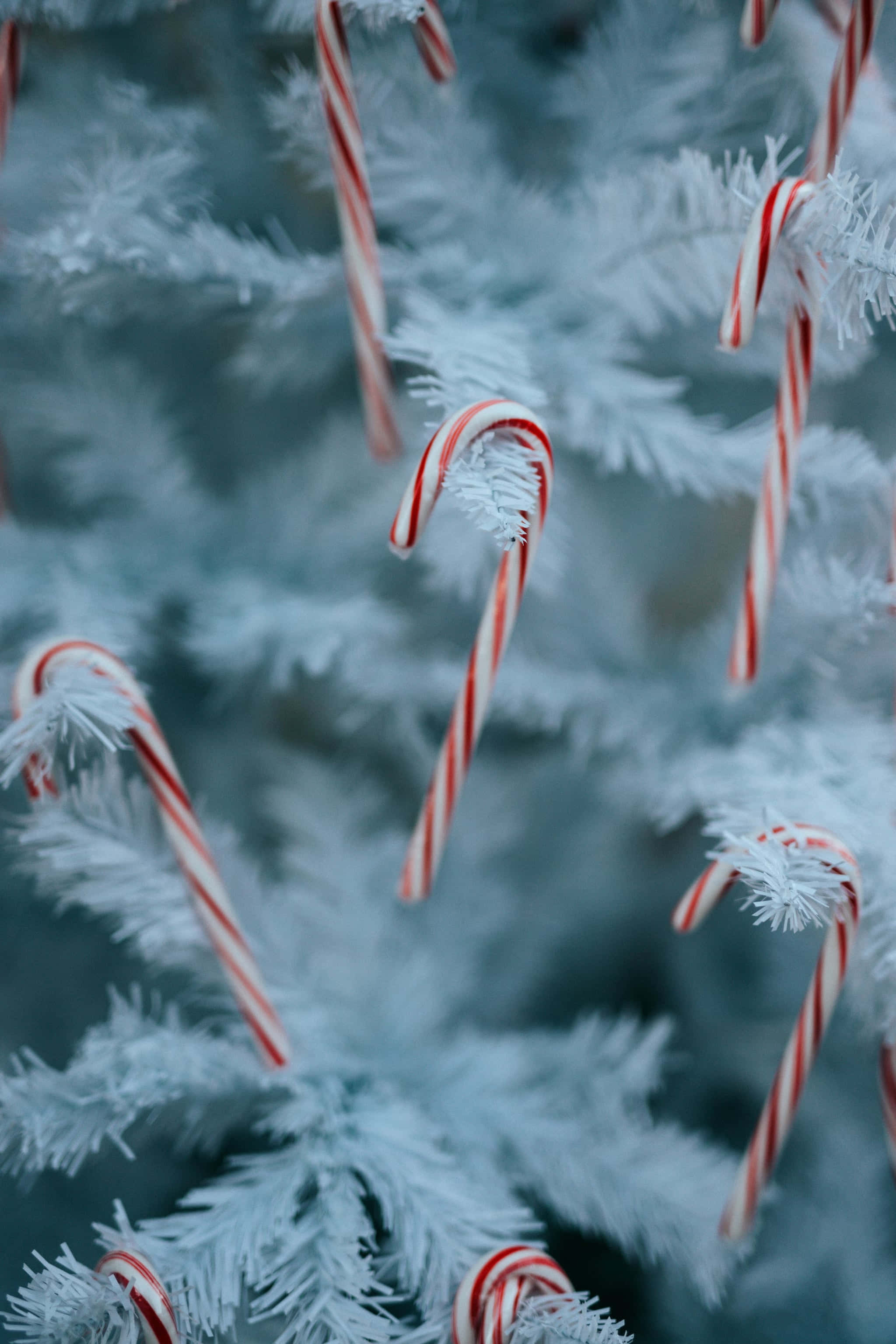 frosted candy canes, blue tinted Christmas tree, red and white striped candy canes, 2K Phone Wallpaper