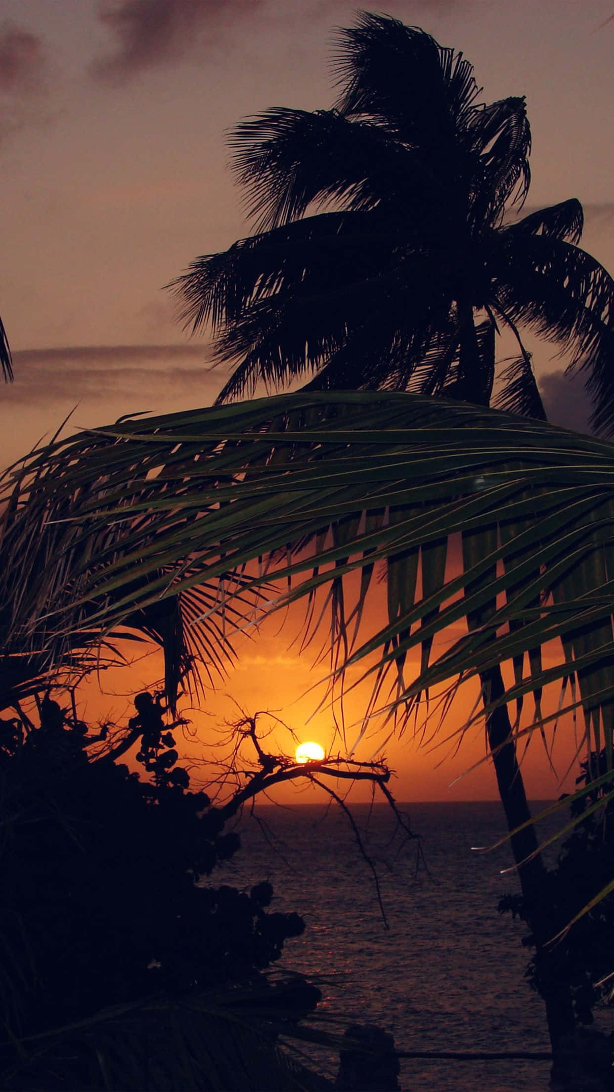 Holiday iPhone, tropical sunset, palm fronds, Full HD Phone Wallpaper