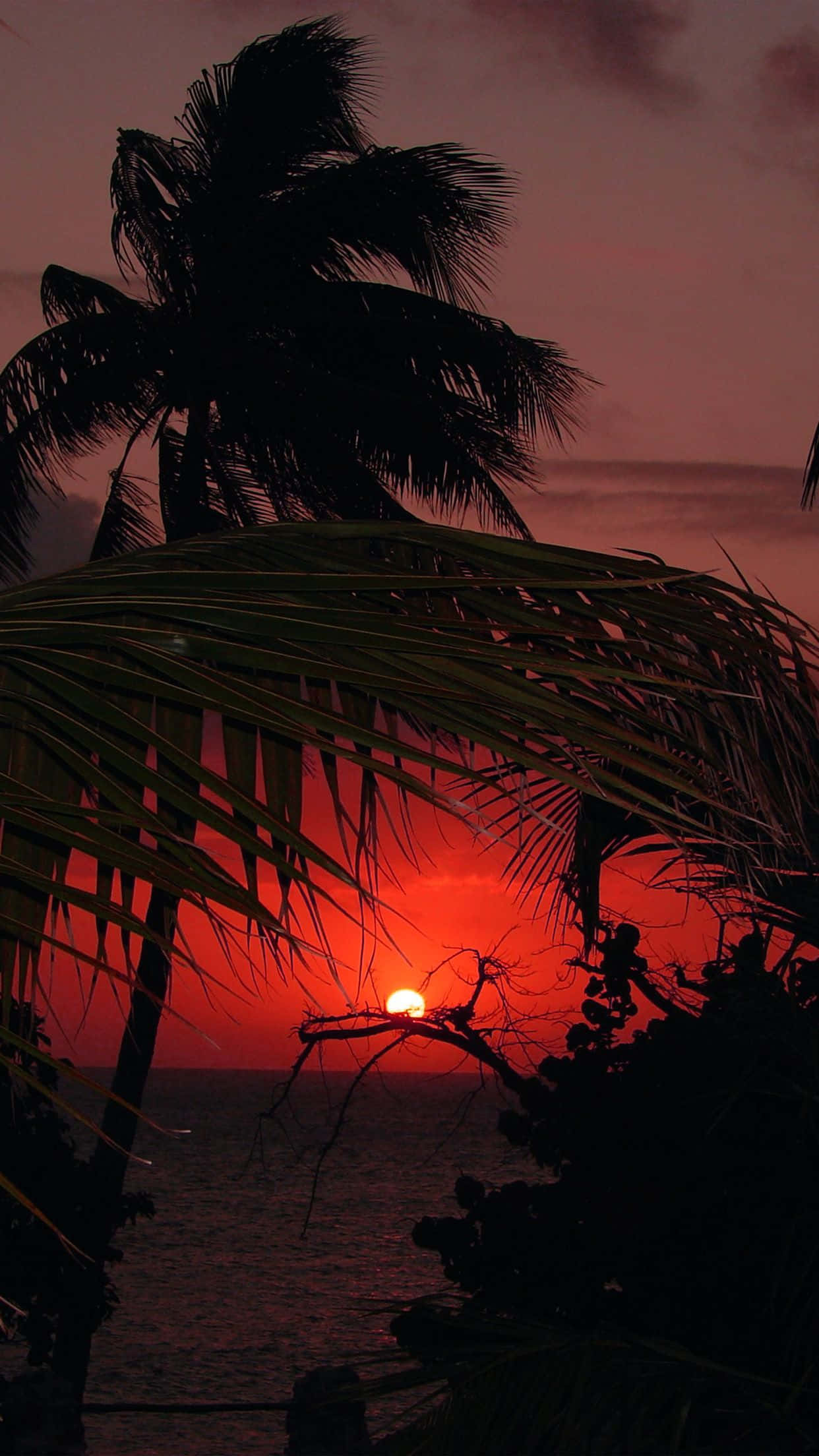 Holiday iPhone, Tropical Island Sunset, fiery sunset, Full HD Phone Wallpaper