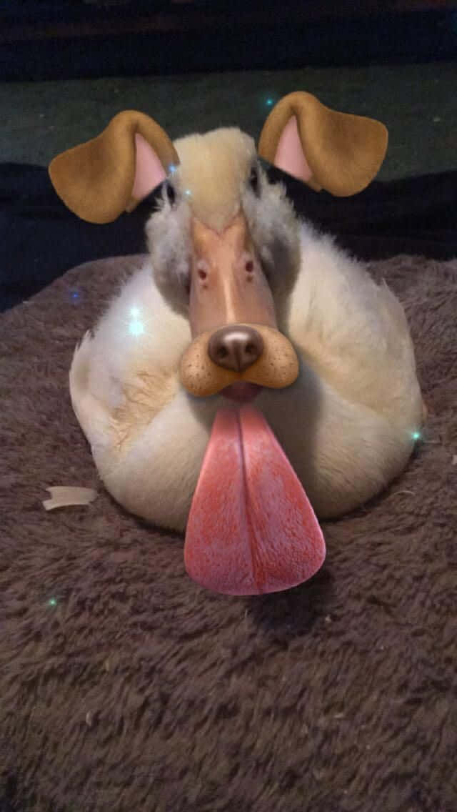 Christmas cheer, fluffy dog, oversized ears, SD Phone Wallpaper
