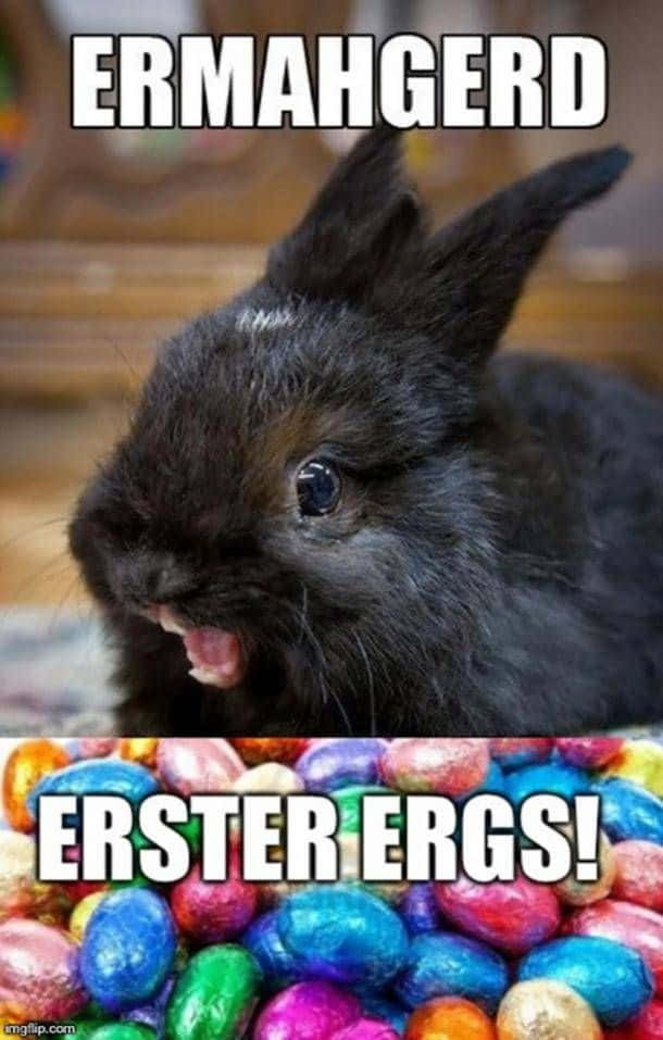 Holiday Memes, black rabbit, wide eyes, SD Phone Wallpaper