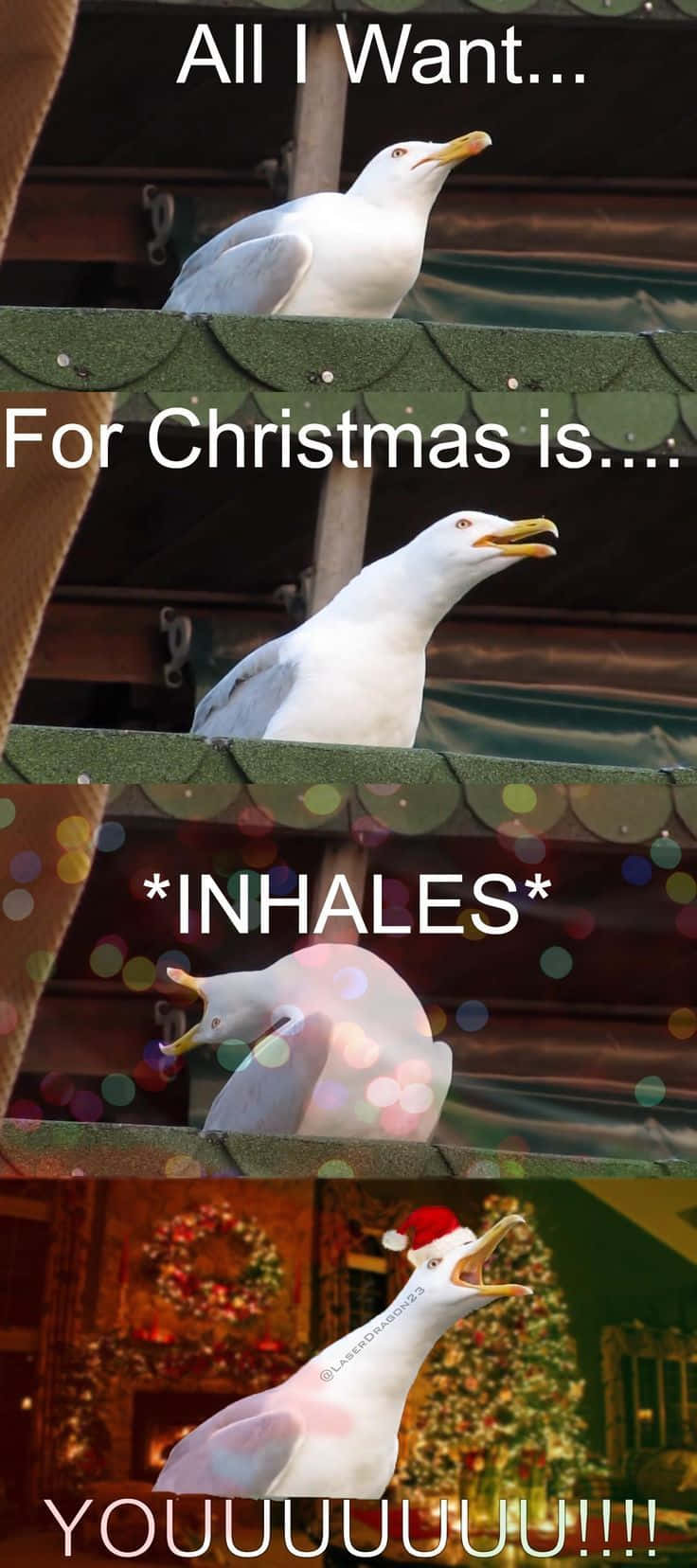 Santa hat, festive Christmas backdrop, seagull, HD Phone Wallpaper