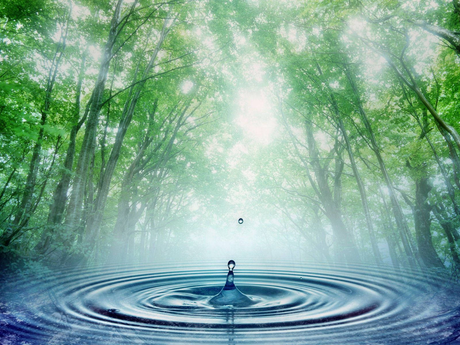 Holistic, water droplet, forest pond, HD Desktop Wallpaper