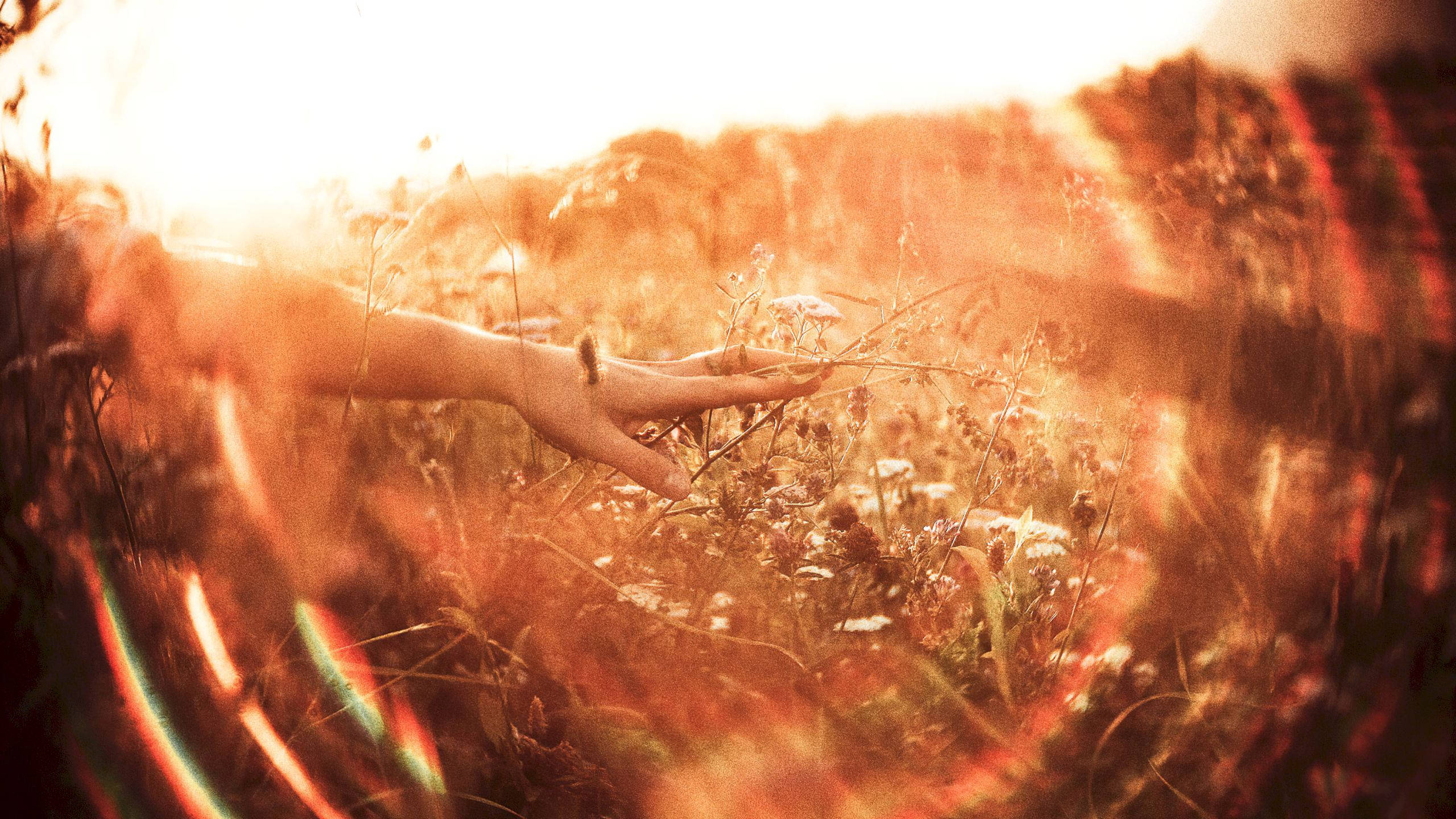 Holistic, wildflowers, sun-drenched field, 2K Desktop Wallpaper