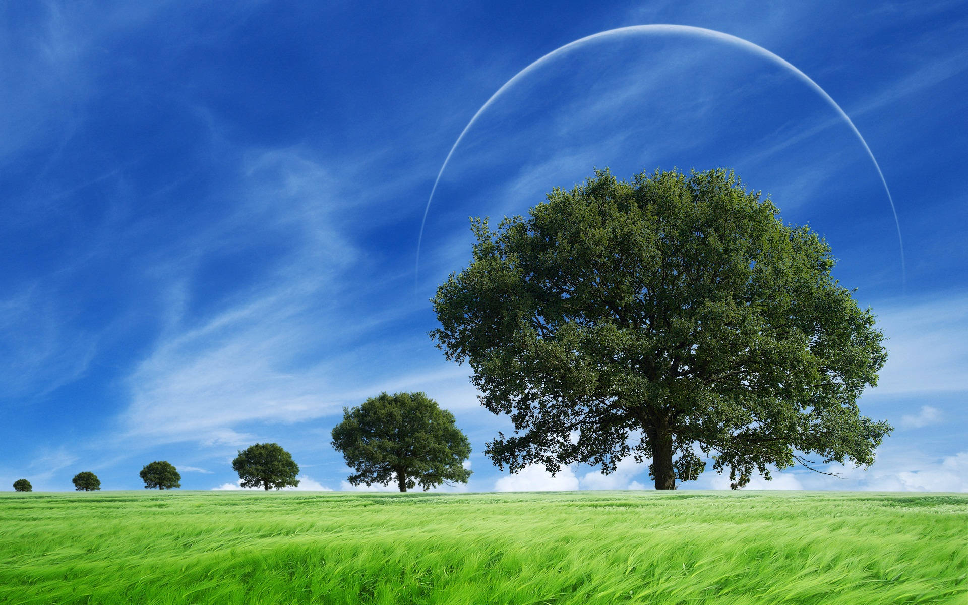 Holistic, peaceful meadow, majestic tree, Full HD Desktop Wallpaper