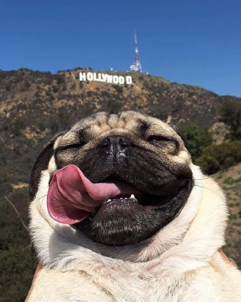 Hollywood Sign, pug, clear blue sky, HD Phone Wallpaper