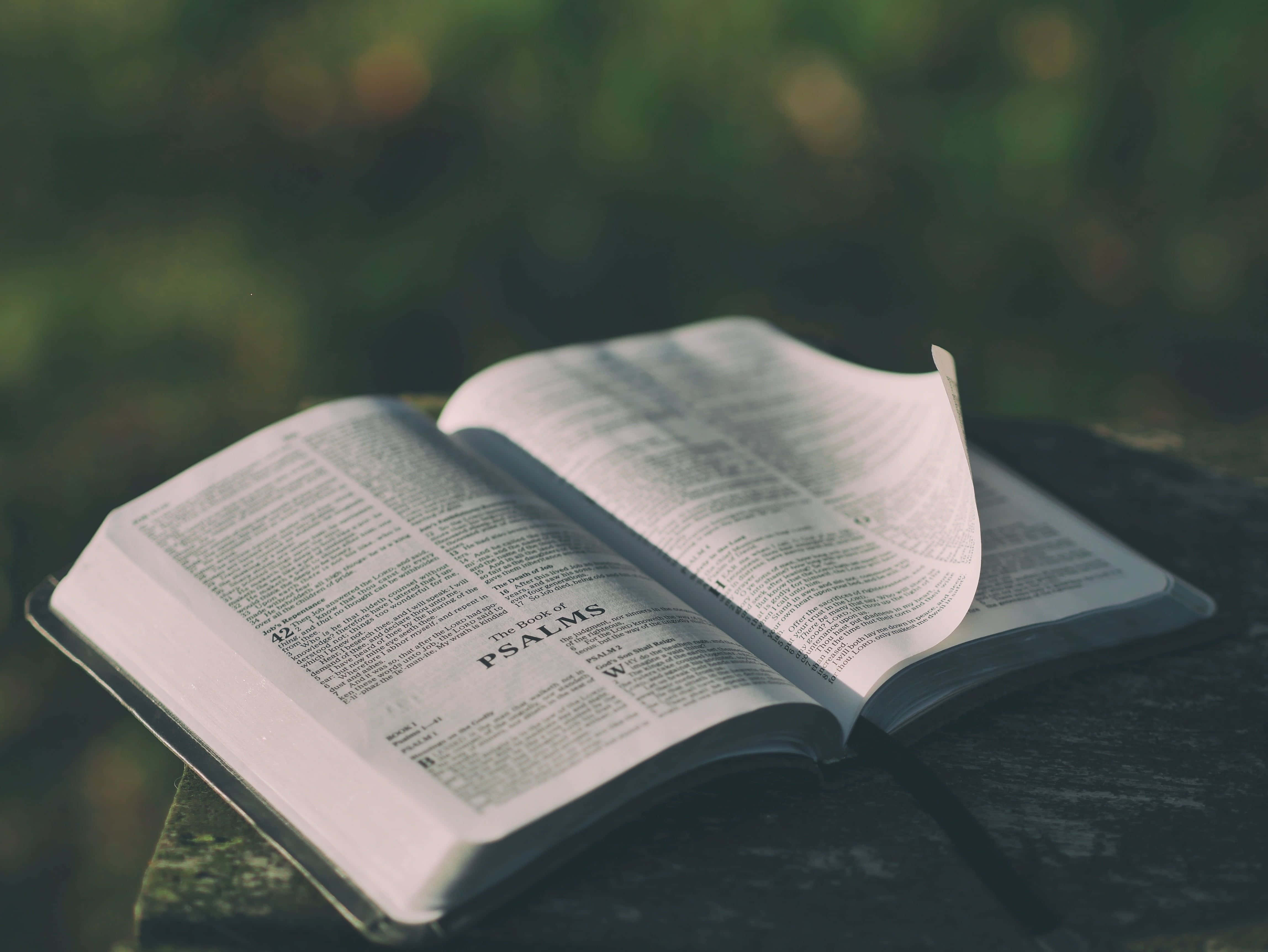 Holy Bible, mossy stone, soft sunlight, 4K Desktop Wallpaper