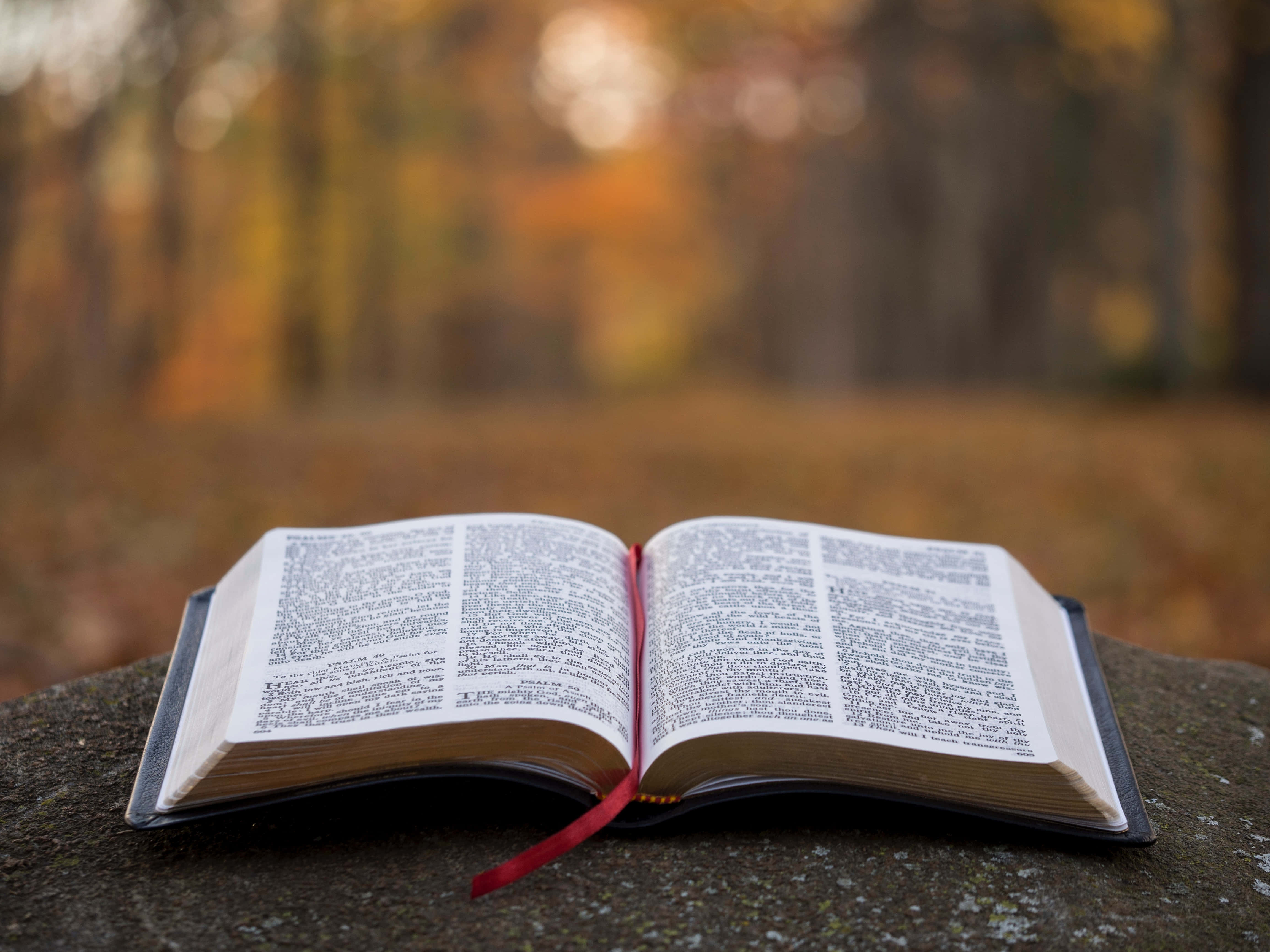Holy Bible, foggy forest, mossy stone, 4K Desktop Wallpaper