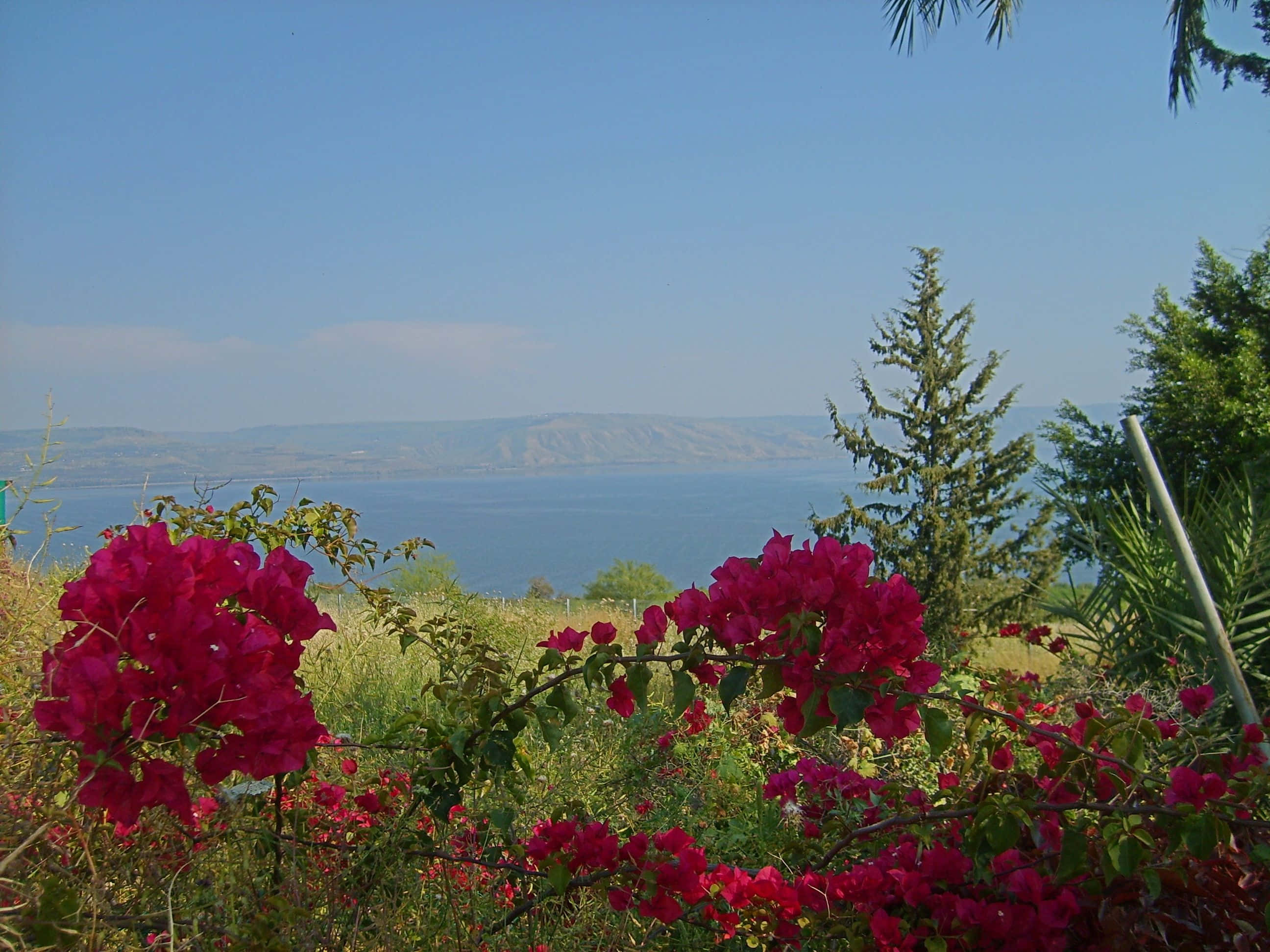 Holy Land, pink bougainvillea, vast blue lake, 2K Desktop Wallpaper