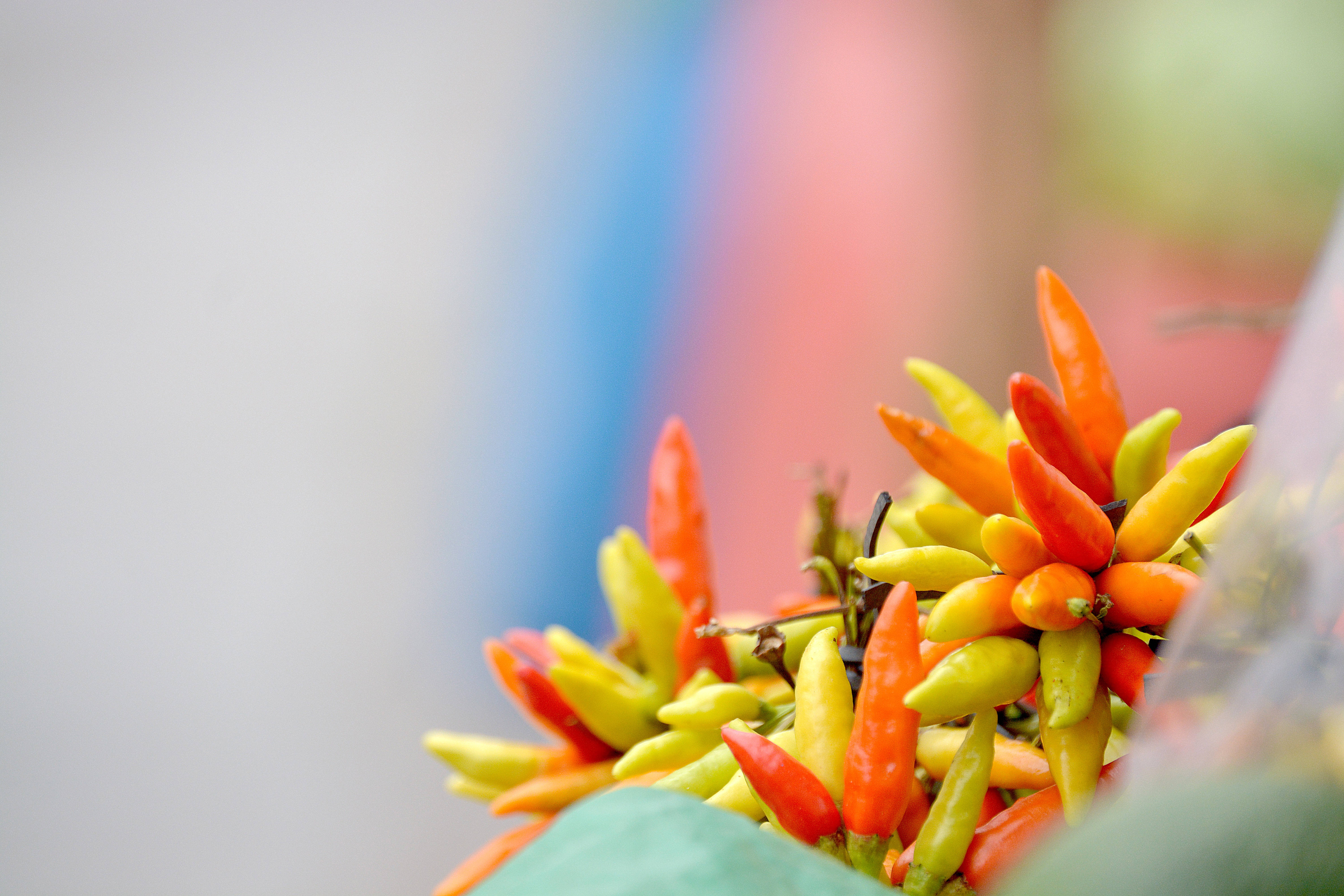 Honduras, colorful chili, red chili peppers, 5K Desktop Wallpaper
