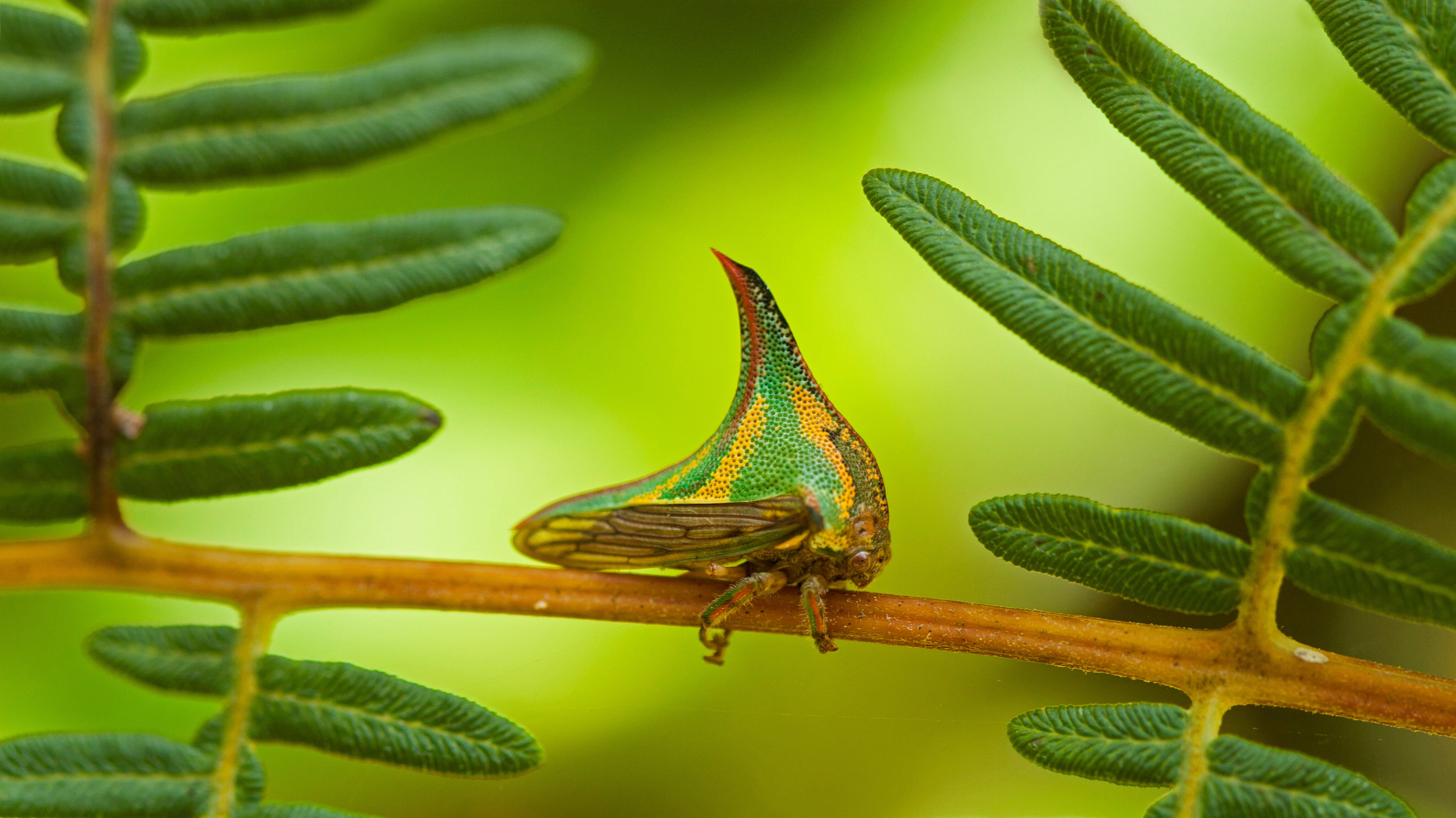 Honduras, green, patterned butterfly, 5K Desktop Wallpaper