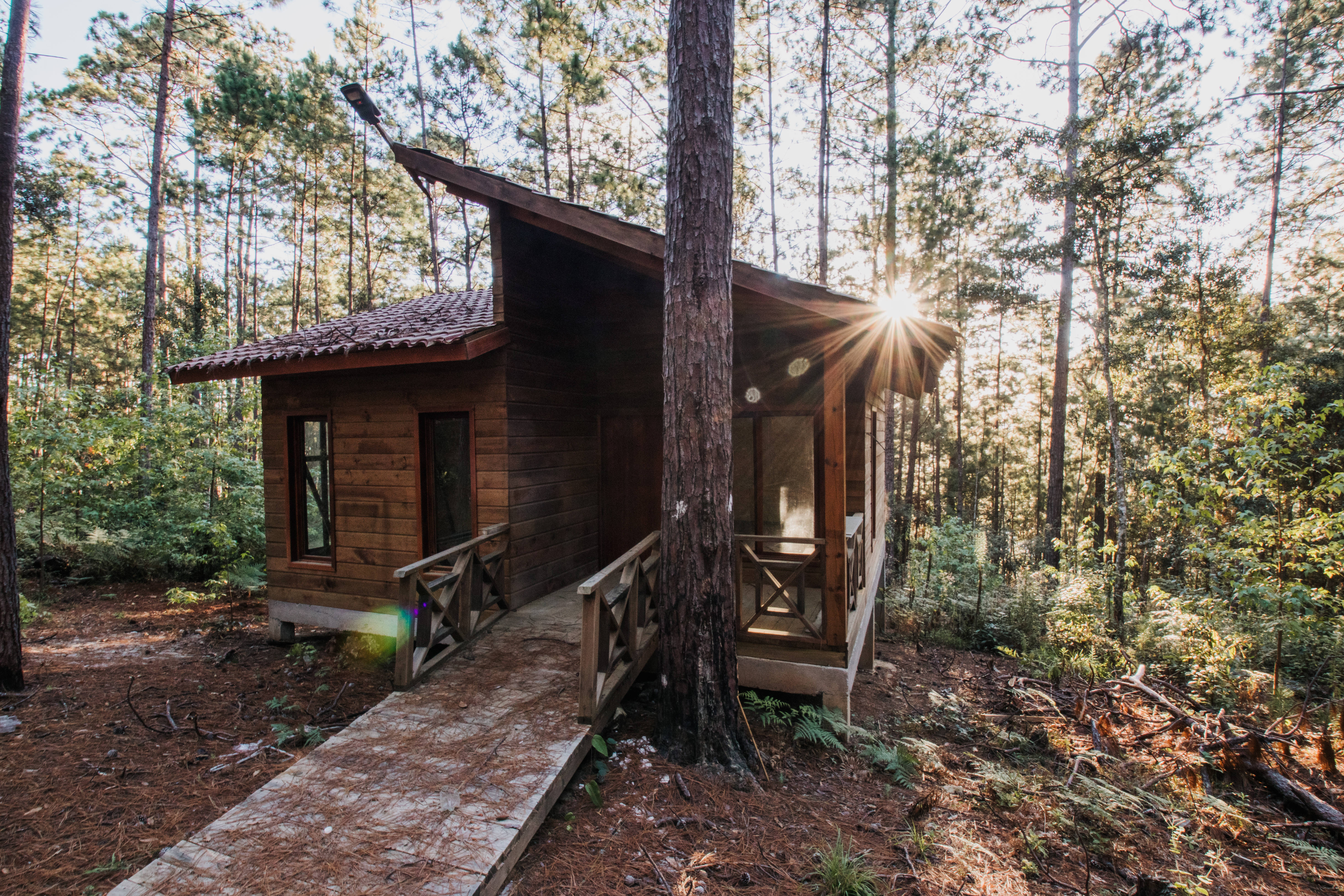 Honduras, pine forest, wooden cabin, 5K Desktop Wallpaper