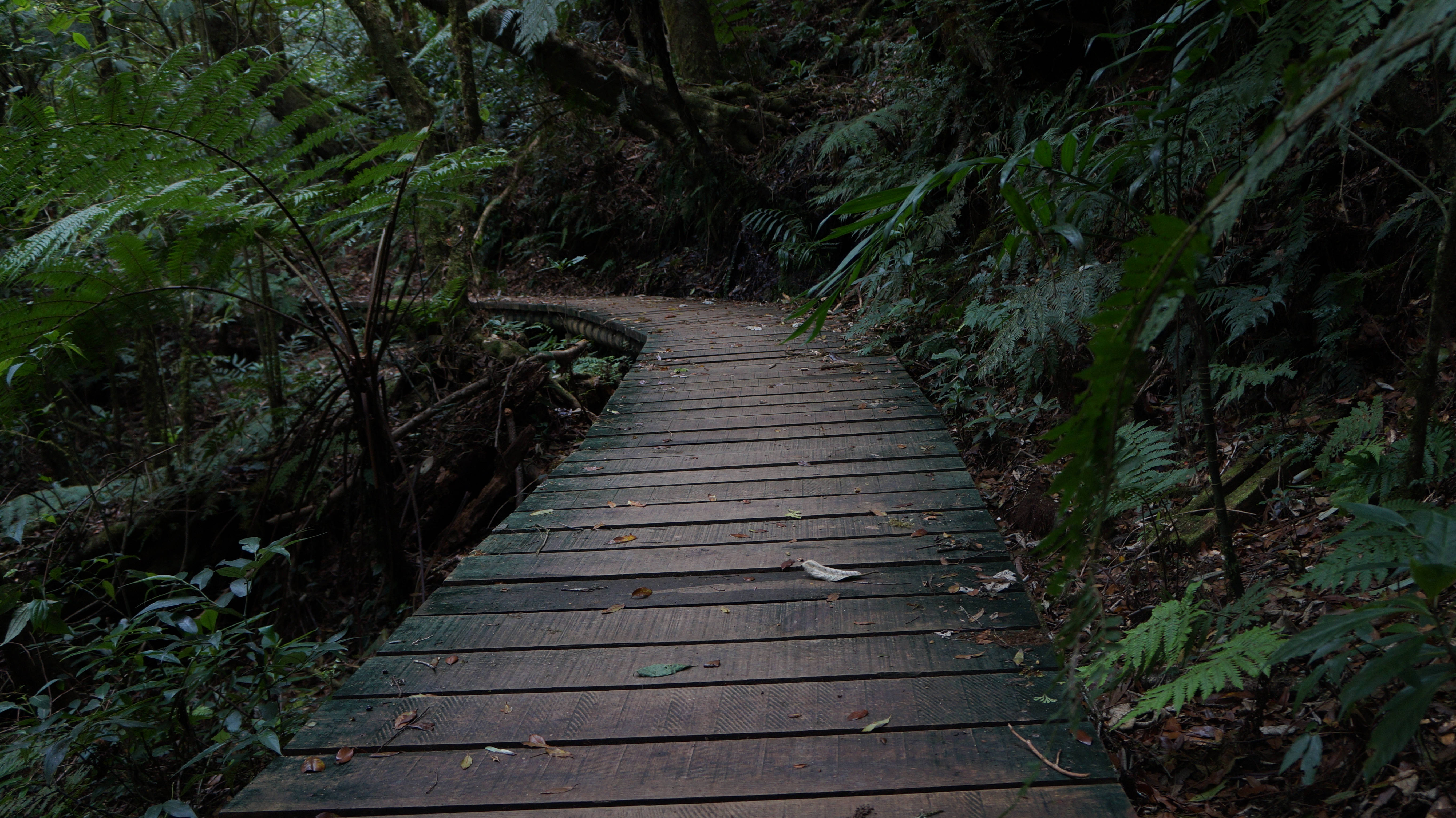Honduras, path to forest, winding wooden boardwalk, 5K Desktop Wallpaper