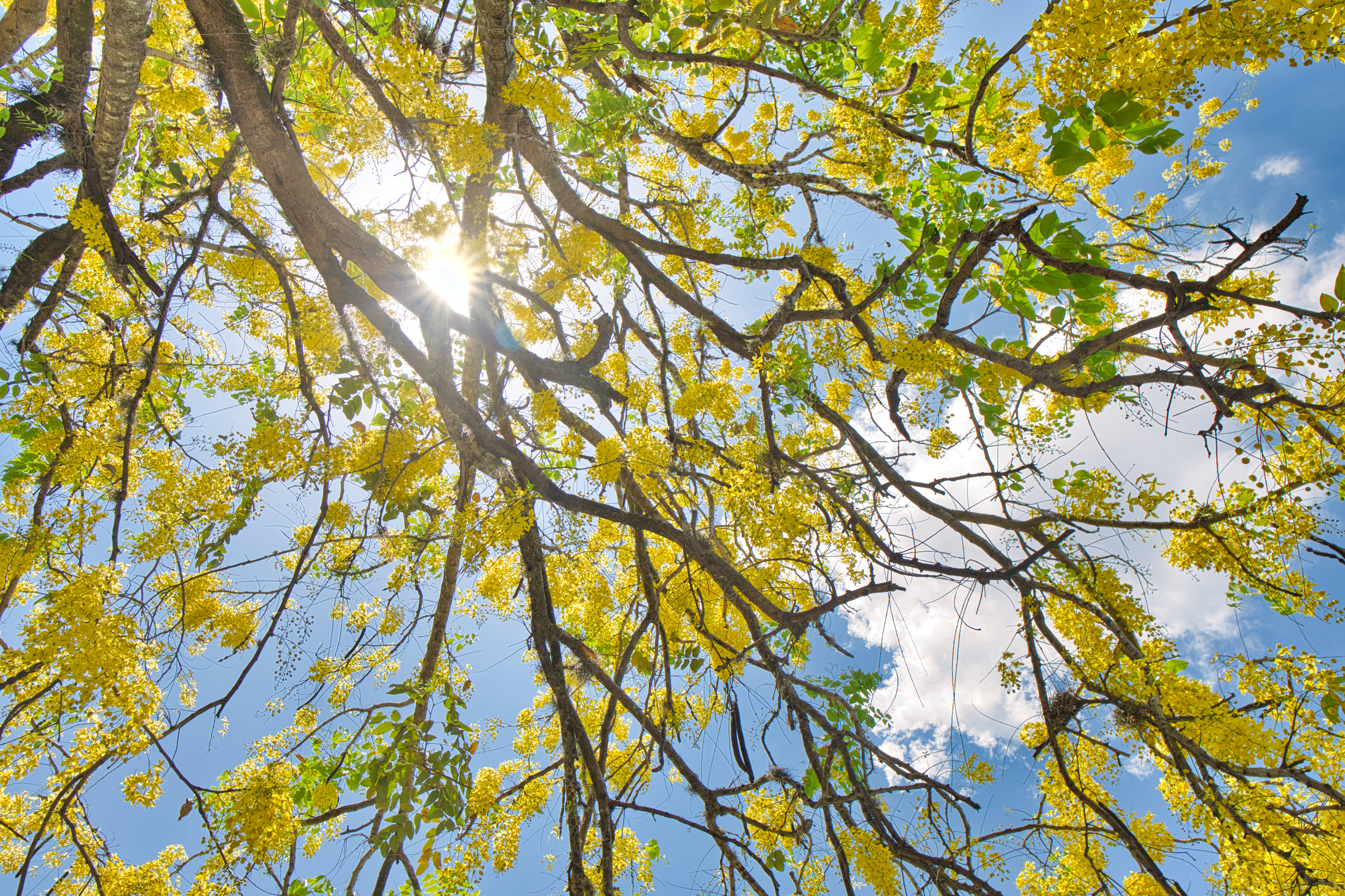 Honduras, sunlight, canopy, 5K Desktop Wallpaper