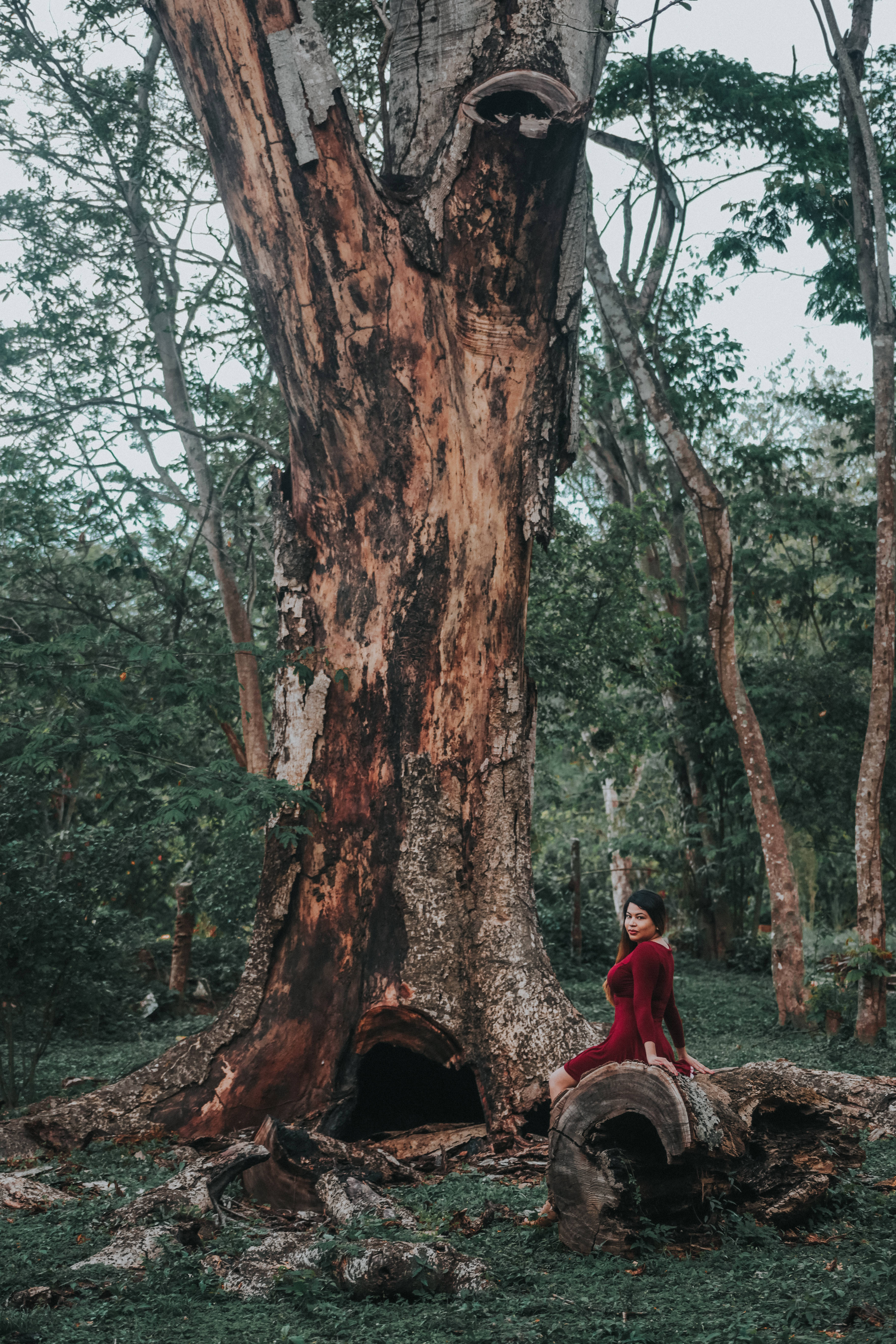 Honduras, massive ancient tree, lush green forest, 5K Phone Wallpaper