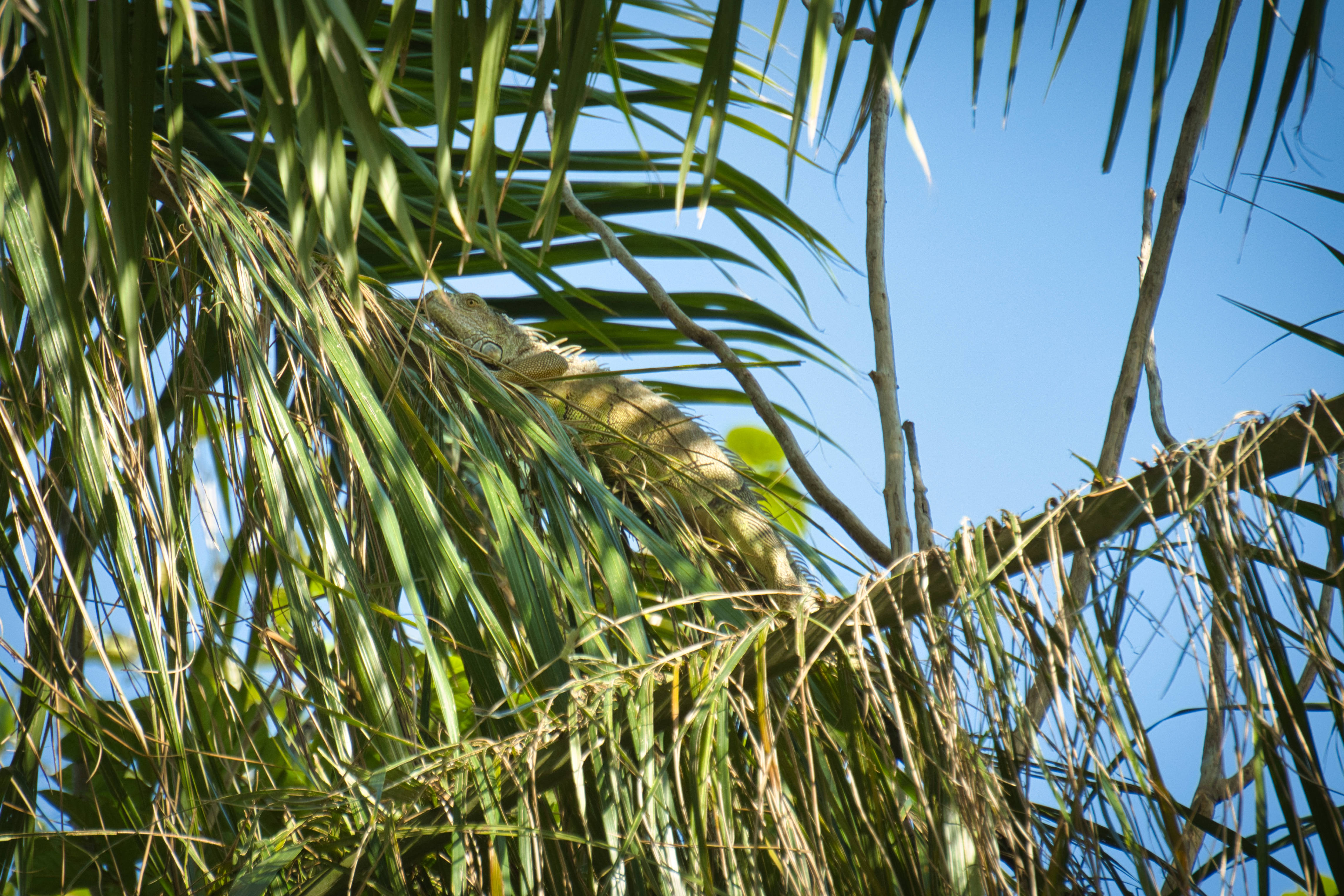 Honduras, green iguana, palm tree branch, 4K Desktop Wallpaper