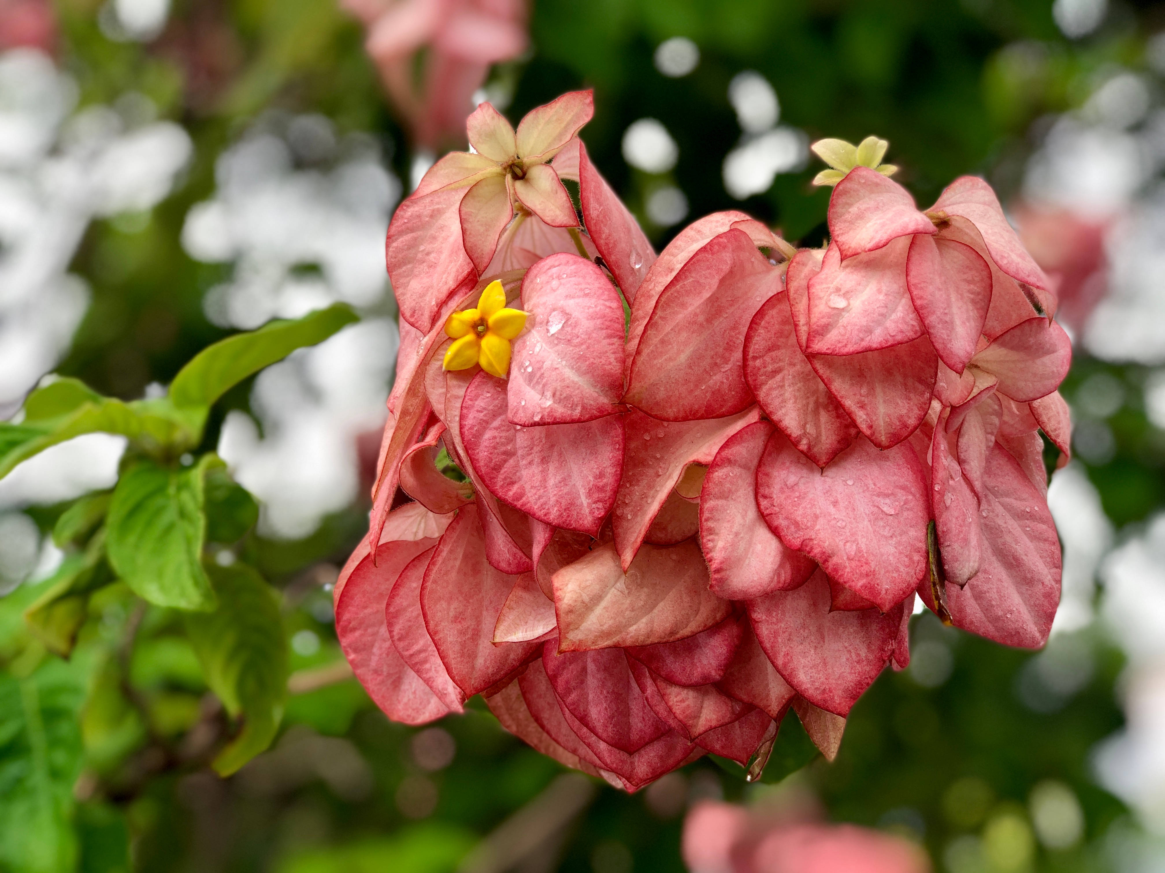 pink flowers, Honduras, yellow center, 4K Desktop Wallpaper