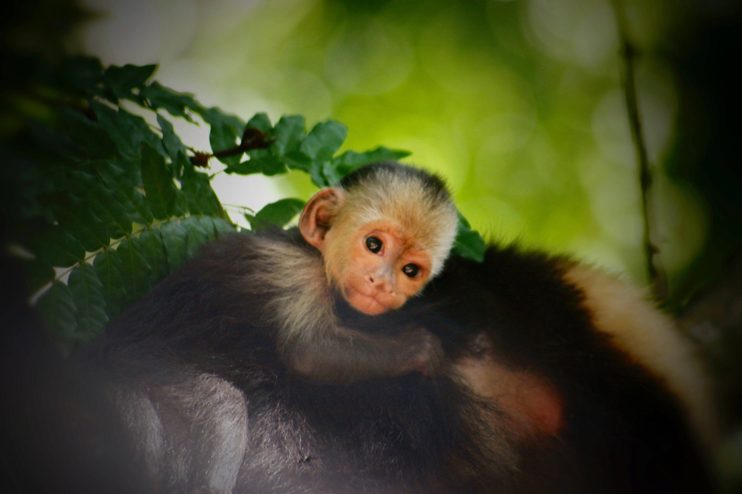 Honduras, baby capuchin monkey, pale face, 2K Desktop Wallpaper