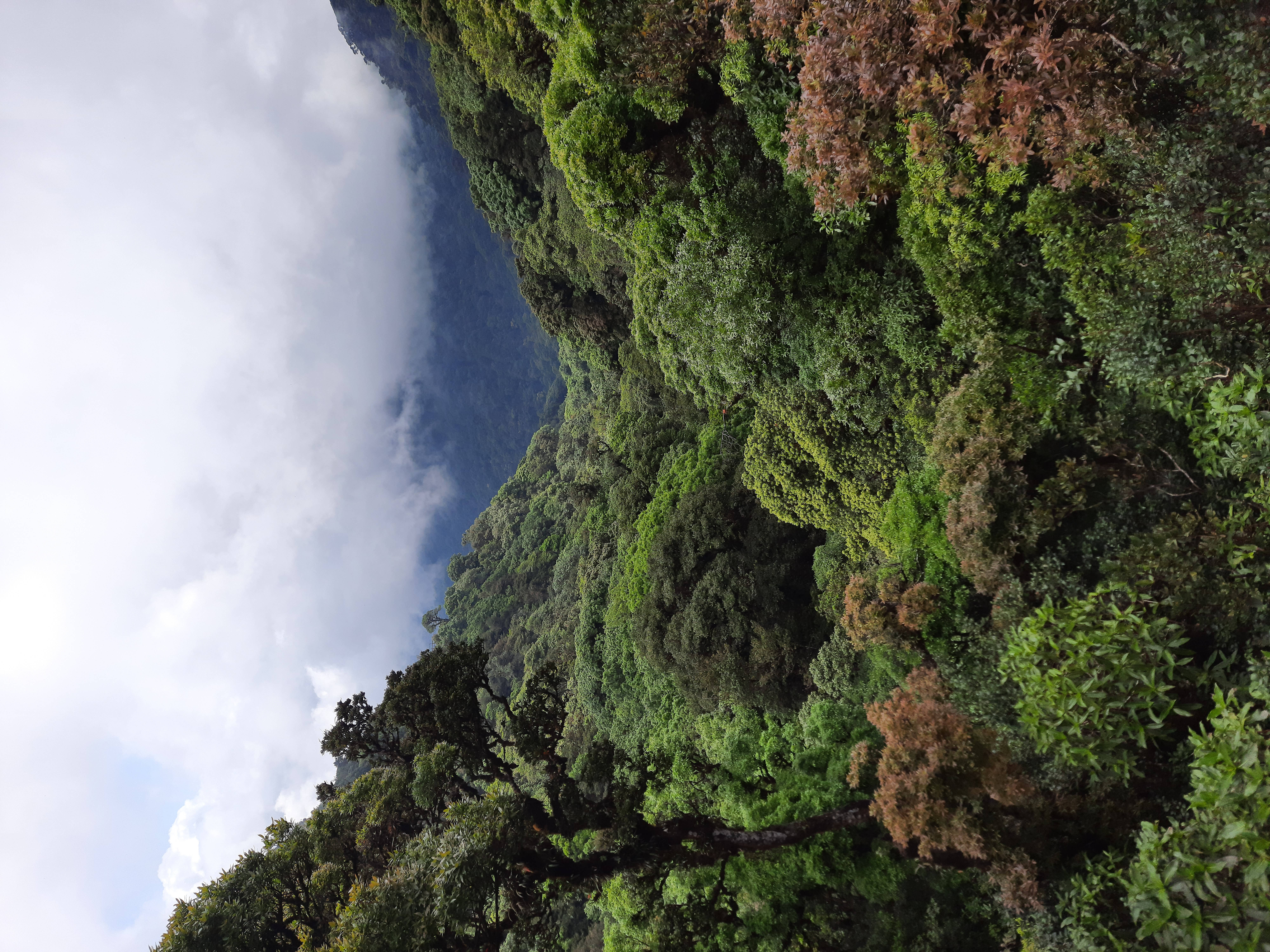 green forest, Honduras, mountain slope, 8K Desktop Wallpaper