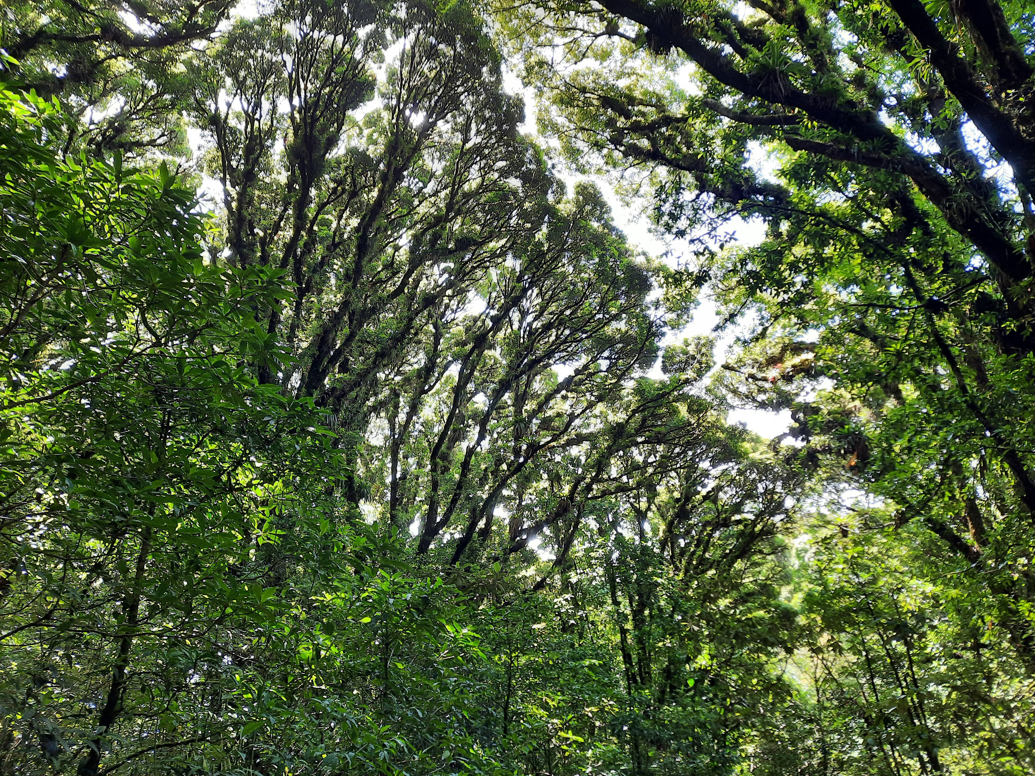 Honduras, lush forest, sunlight, 4K Desktop Wallpaper