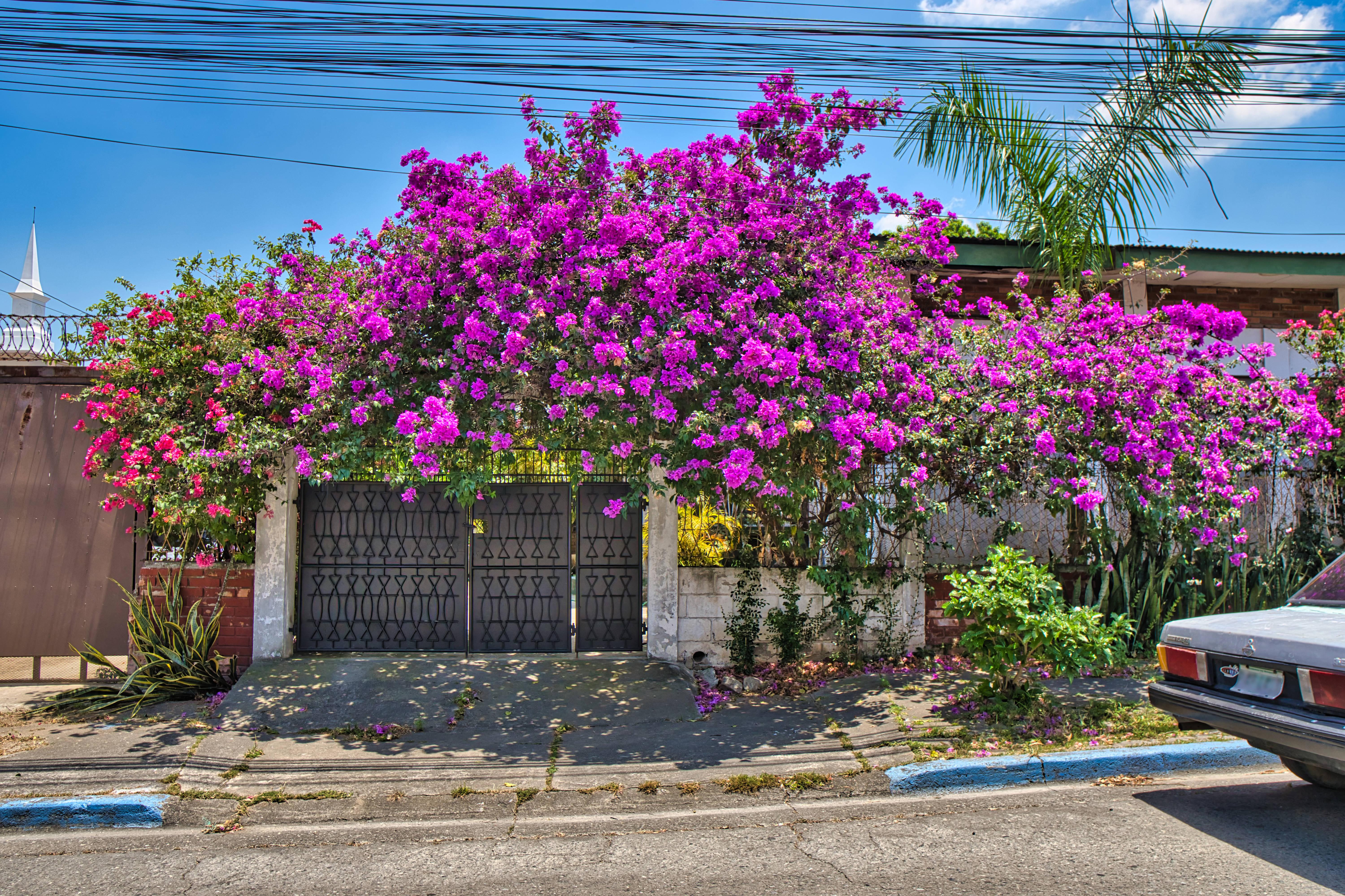 pink flower house, Honduras, magenta bougainvillea, 5K Desktop Wallpaper