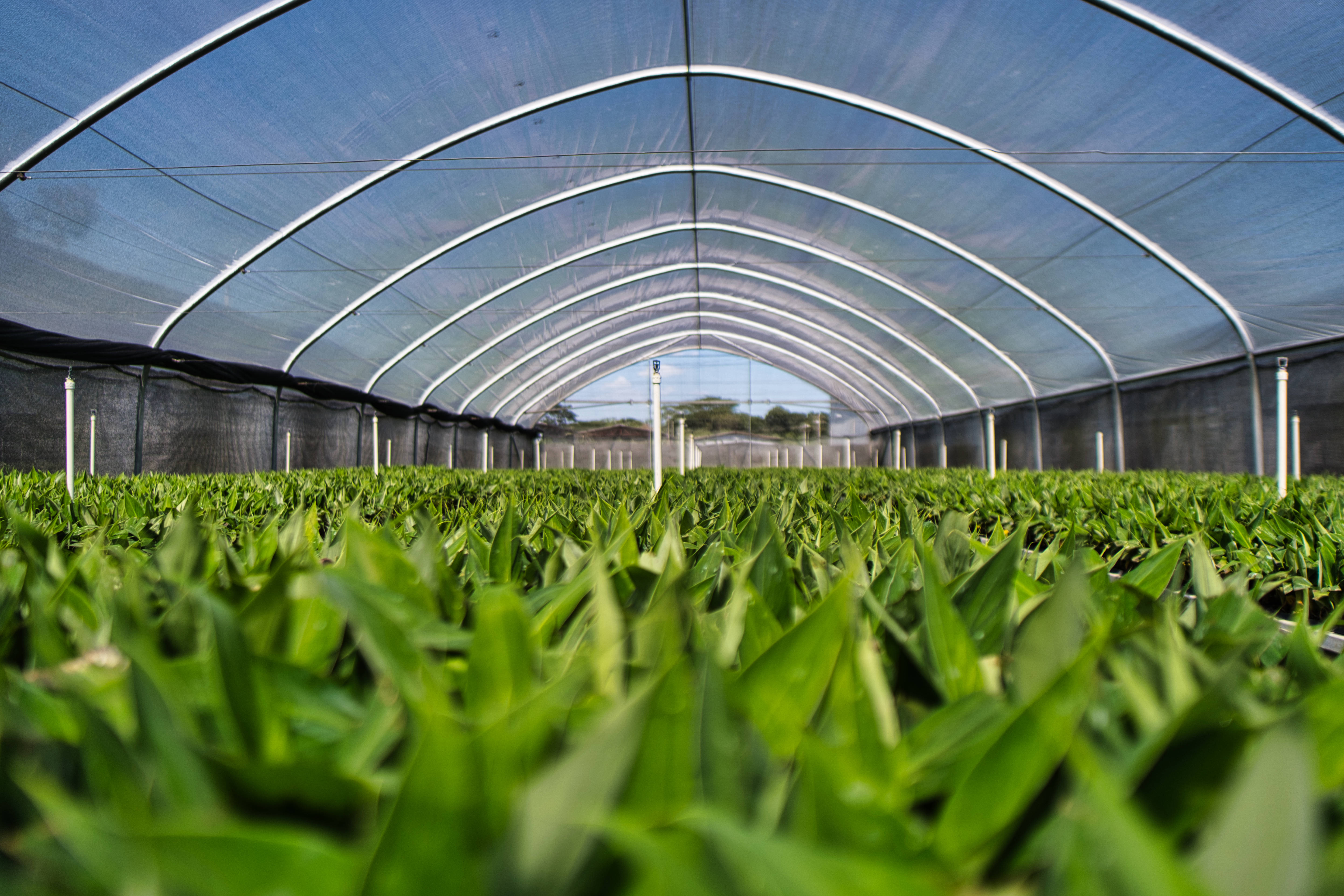 Honduras, vegetable garden, greenhouse, 5K Desktop Wallpaper