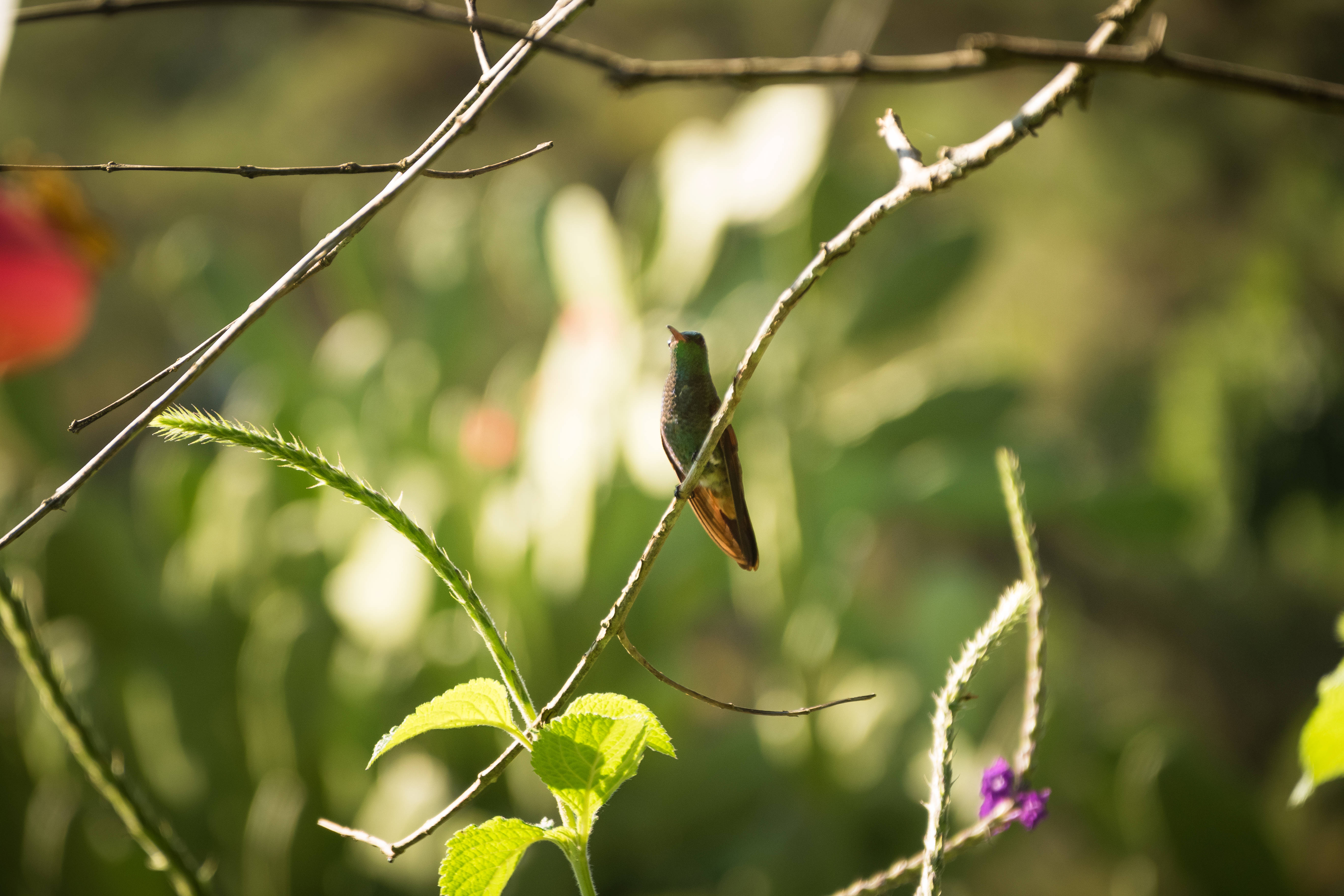 green bird, hummingbird, Honduras, 5K Desktop Wallpaper