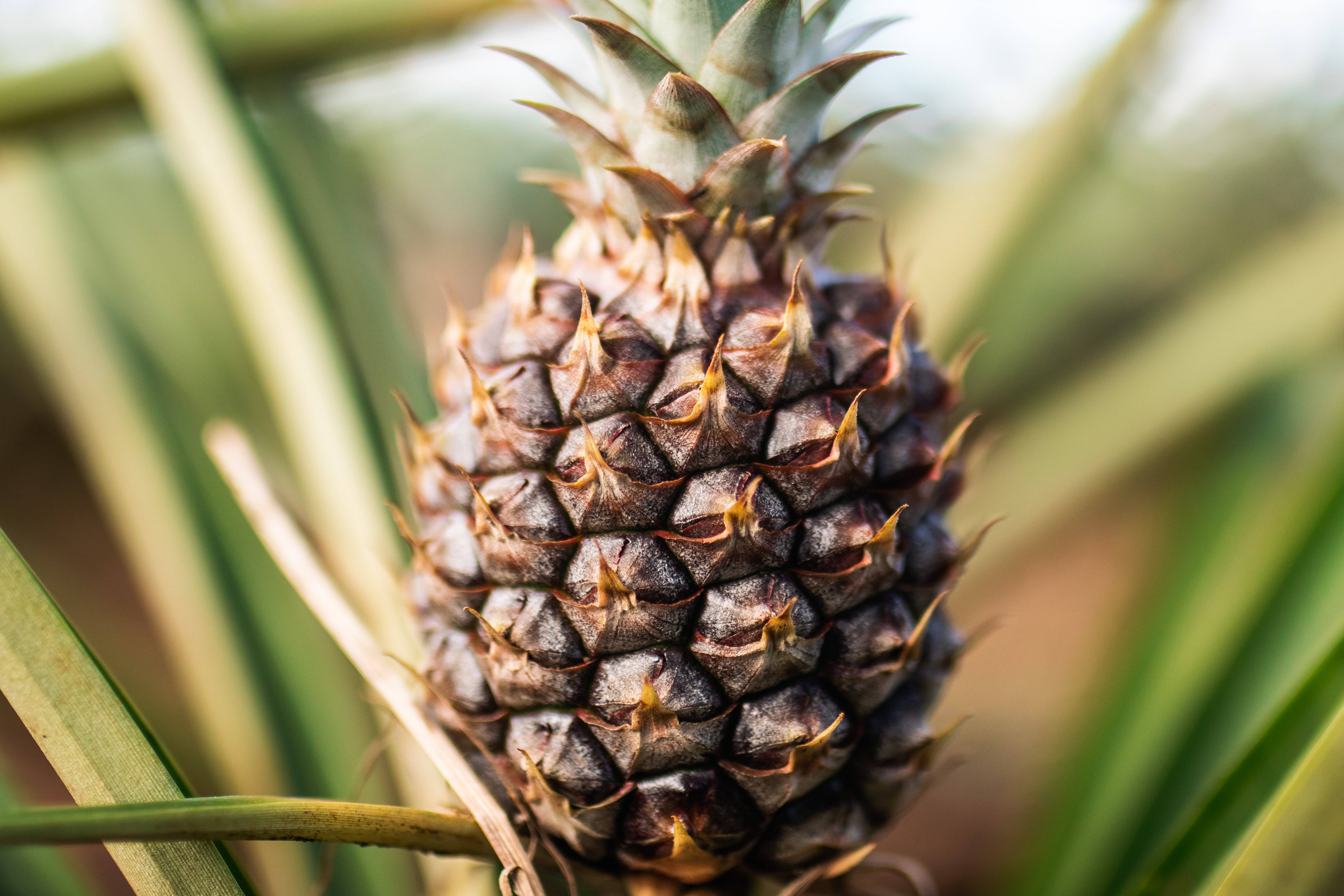 Honduras, sweet pineapple, textured brown skin, 5K Desktop Wallpaper