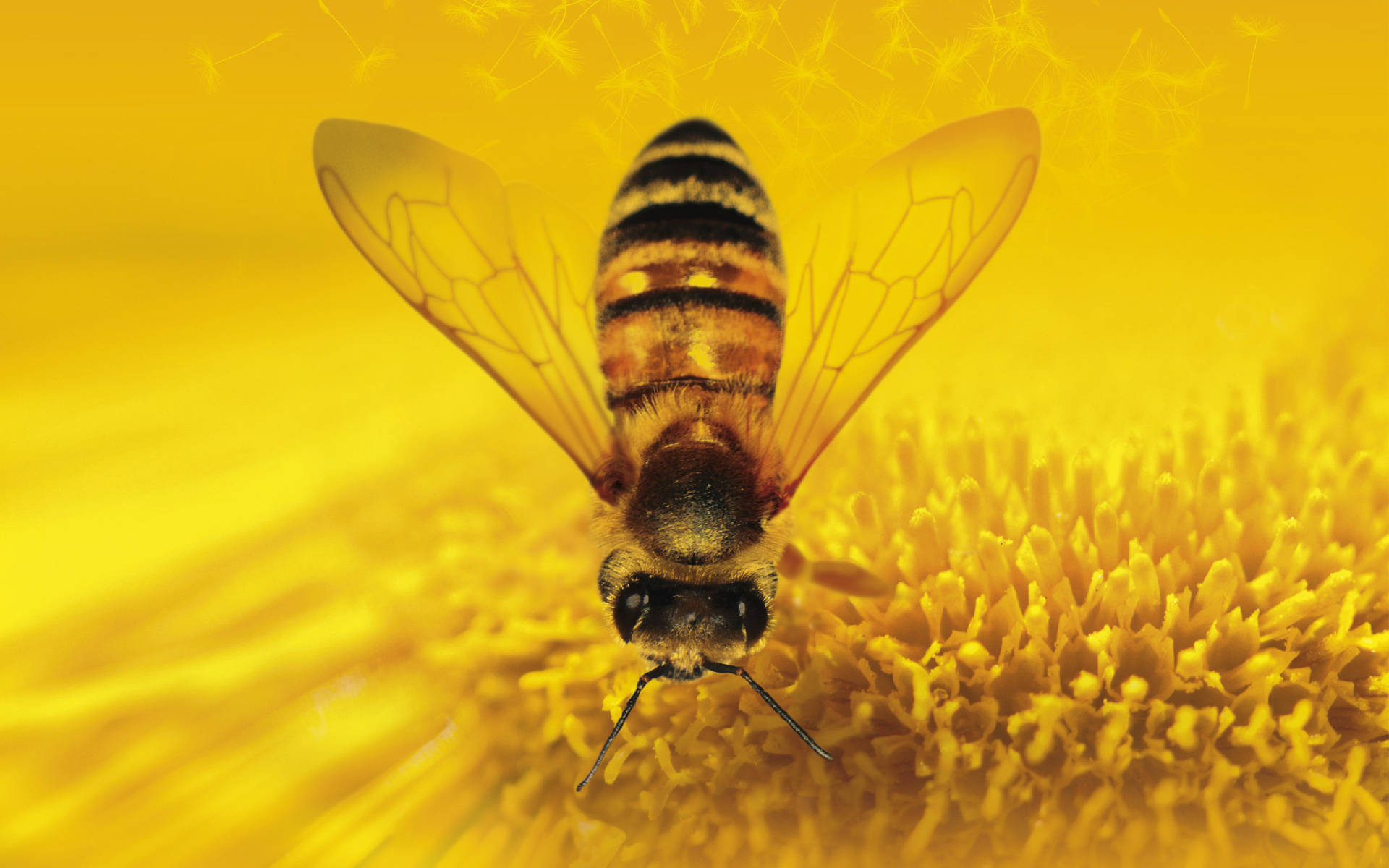 honeybee, translucent wings, vibrant yellow sunflower center, Full HD Desktop Wallpaper