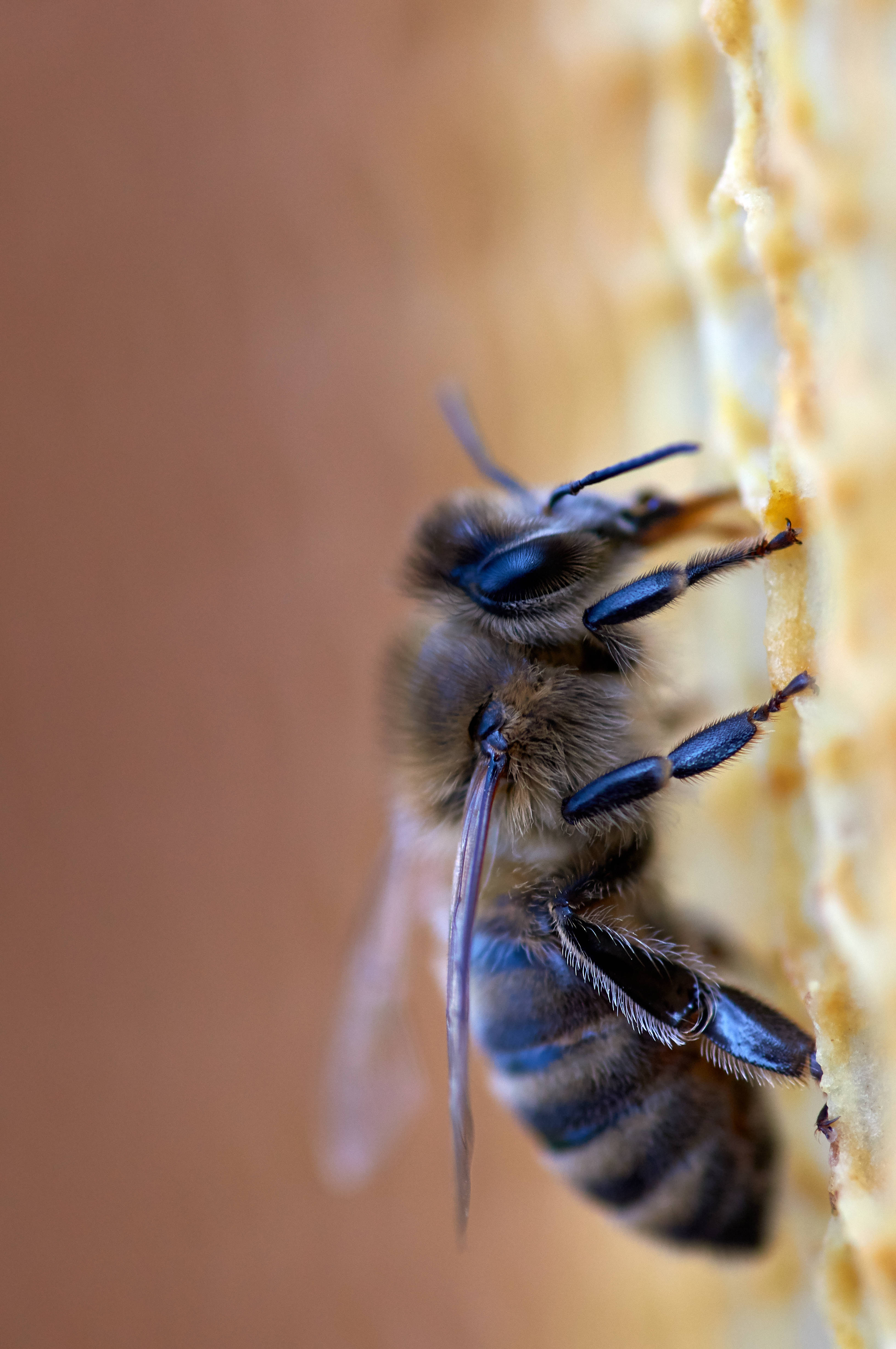 Honeycomb, lone bee, blue-black legs, 4K Phone Wallpaper