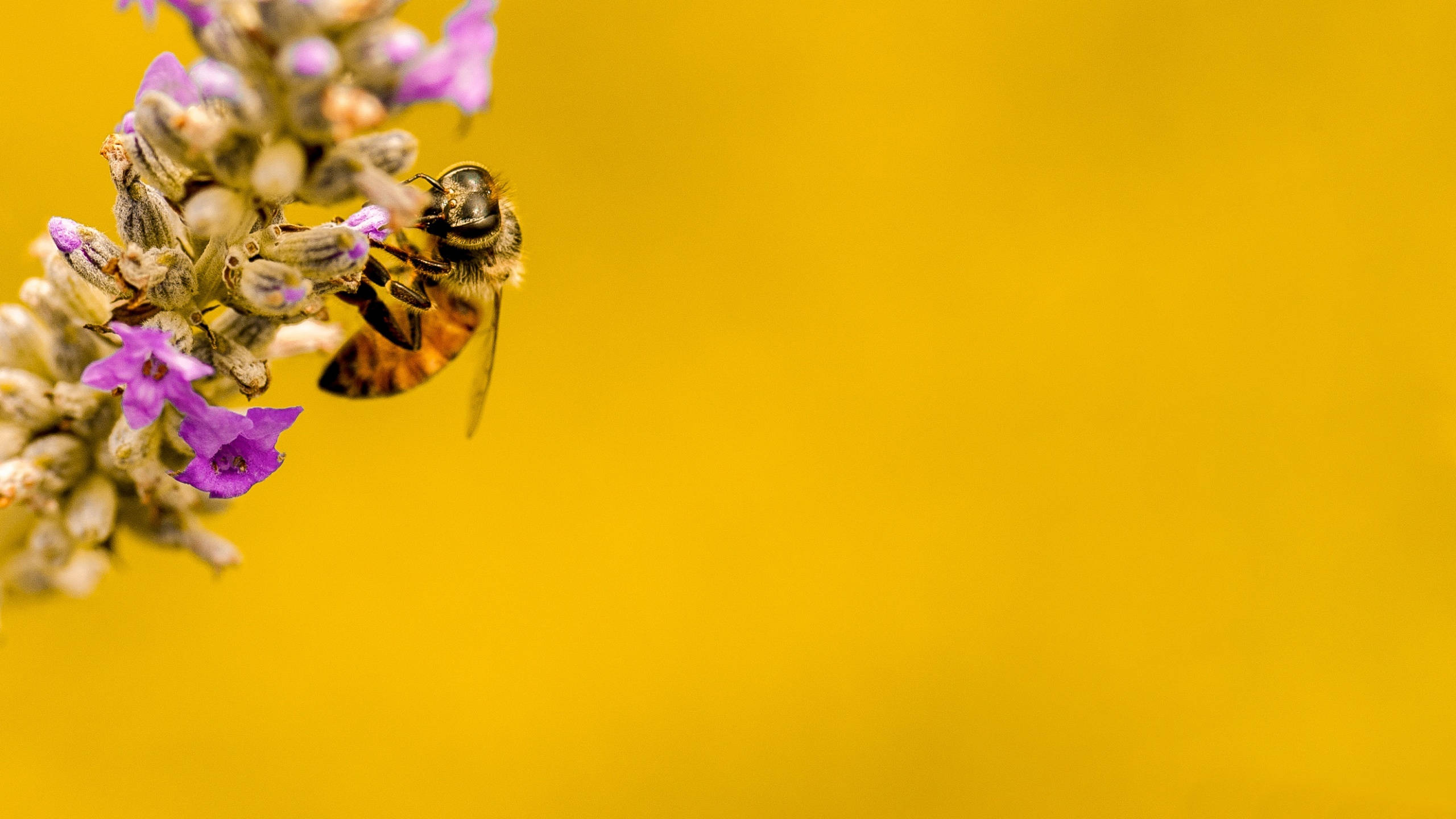 honeybee, lavender flowers, vibrant purple, 2K Desktop Wallpaper